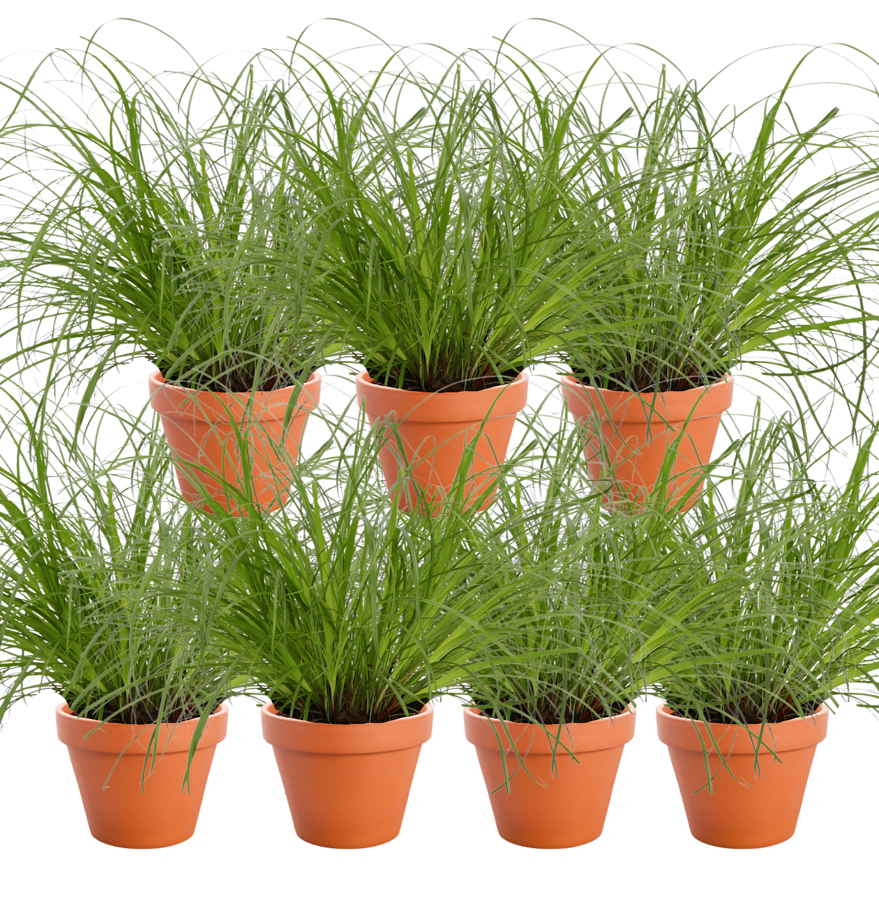 7er-Set | Katzengras | +/- 20-30cm | ø 12-15cm Topf