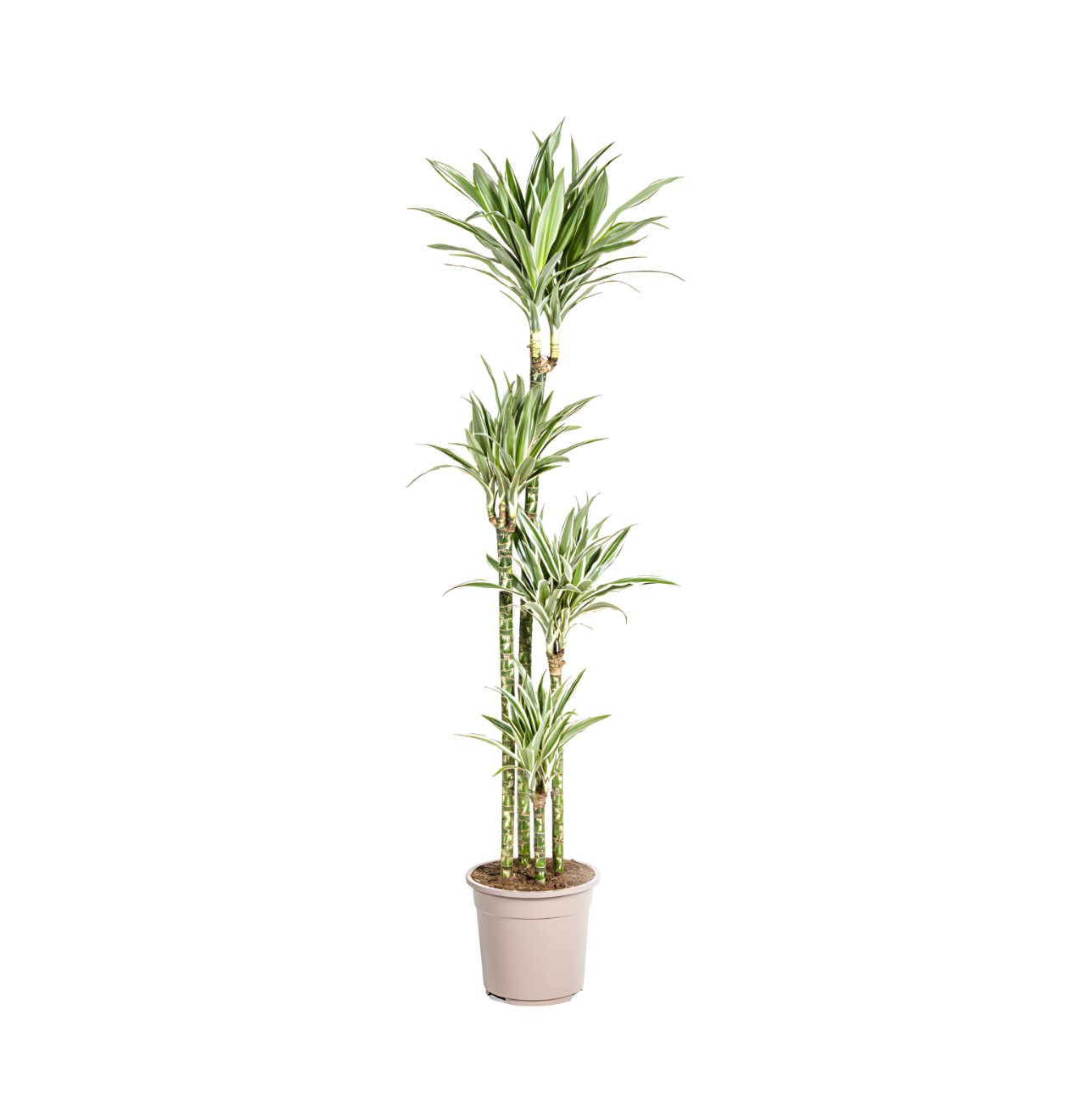 Dracaena Deremensis “White Stripe” | Drachenbaum | +/- 180cm | ø 27cm Topf