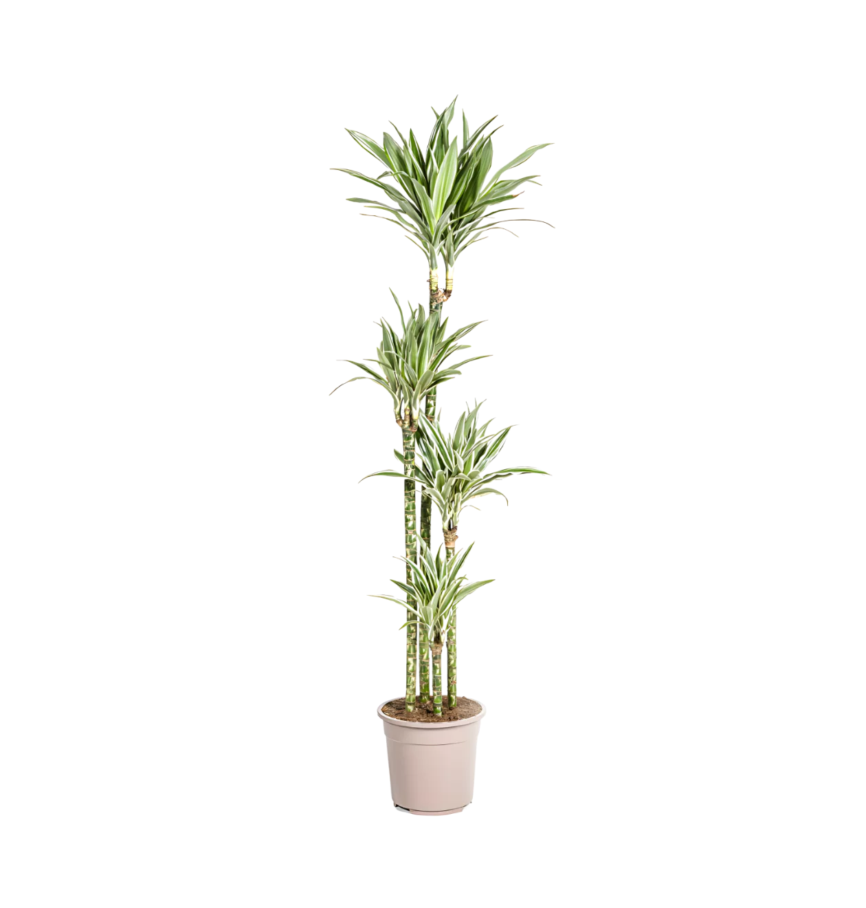 Dracaena Deremensis “White Stripe” | Drachenbaum | +/- 180cm | ø 27cm Topf