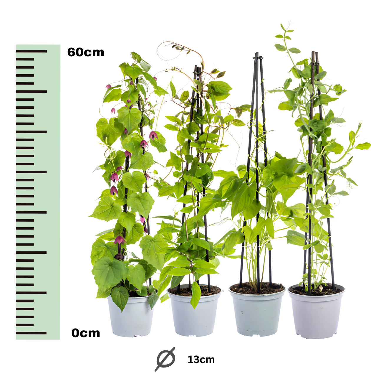 4er-Set | Lathyrus odoratus | Ipomoea tricolor | Cobea scandens | Rhodochiton atrosanguineum | +/- 60cm | ø 13cm
