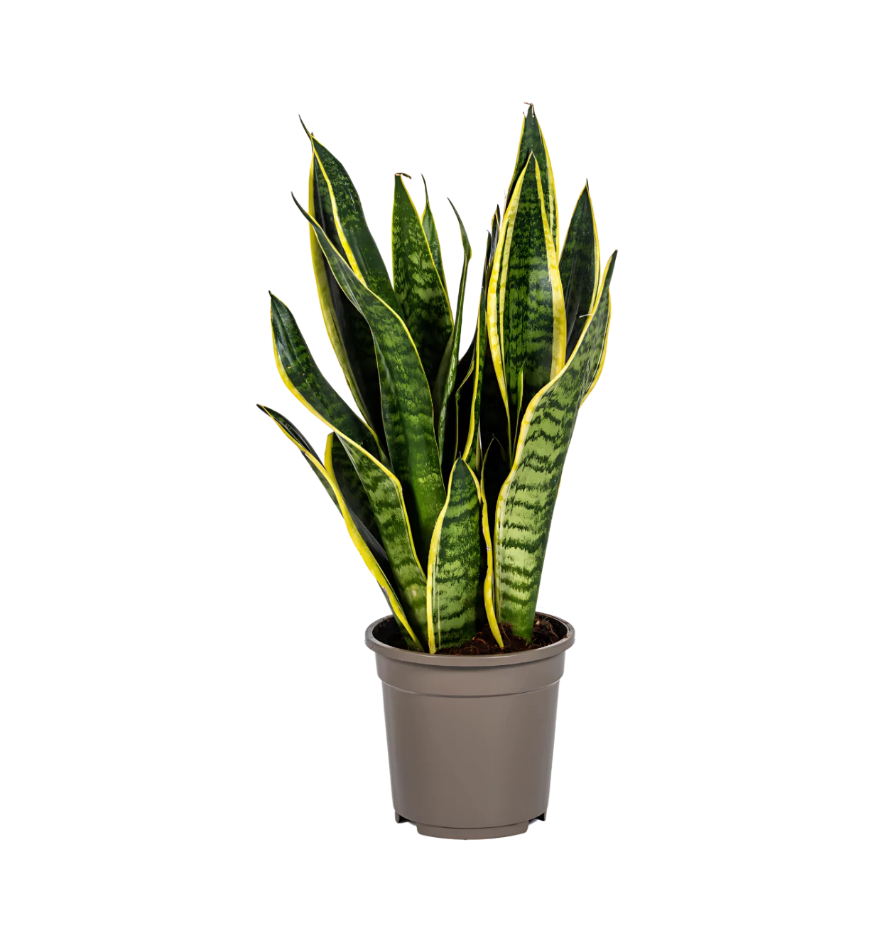 Sansevieria Trifasciata “Futura Superba” | Bogenhanf | +/- 50-55cm | ø 17cm Topf