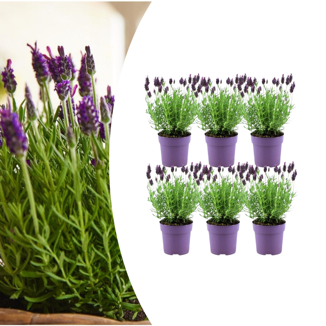 6x Lavandula stoechas Anouk® - 12 cm pot - Set van 6 Franse Lavendels