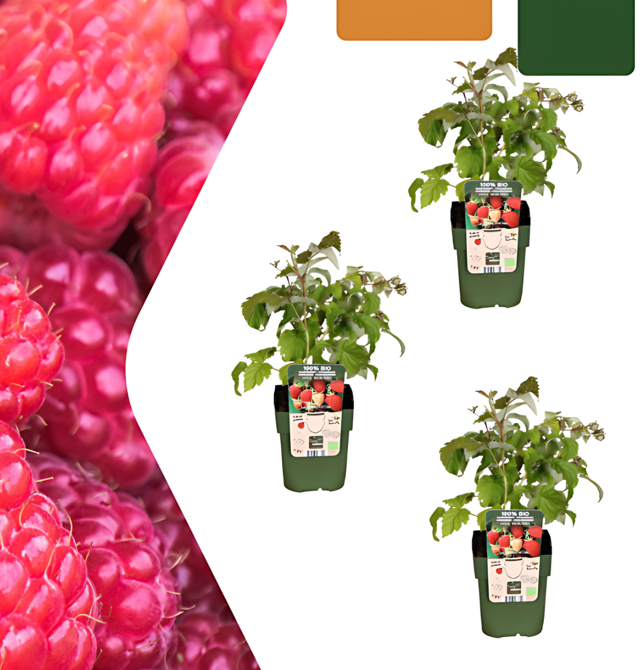 Bio Himbeerpflanzen (3 Stück) | +/- 20 cm | ø 13 cm