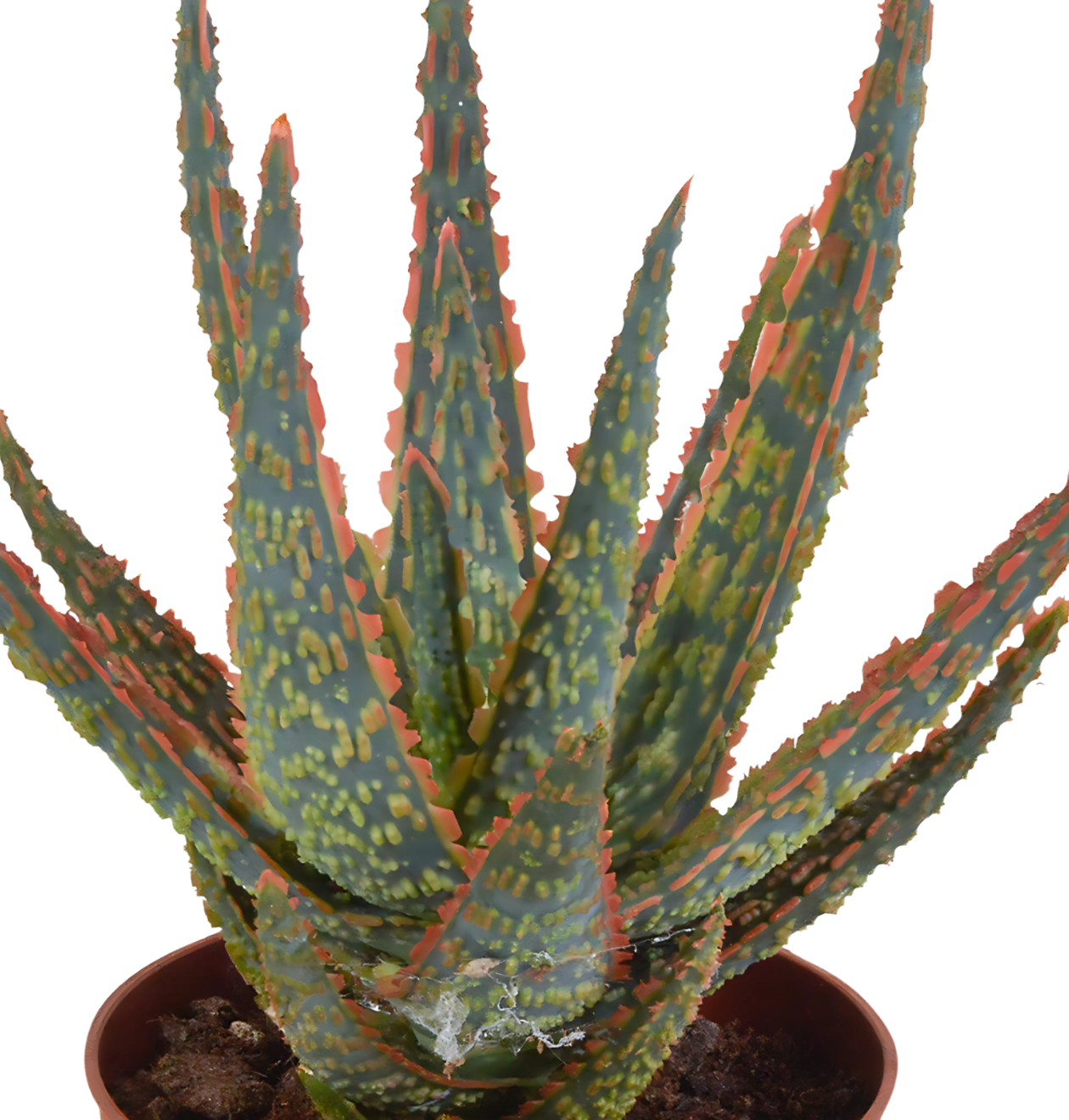 Aloe Zebrina “Dannyz” (Ohne Topf) | Zebra Aloe | +/- 18cm | ø 10,5cm Topf