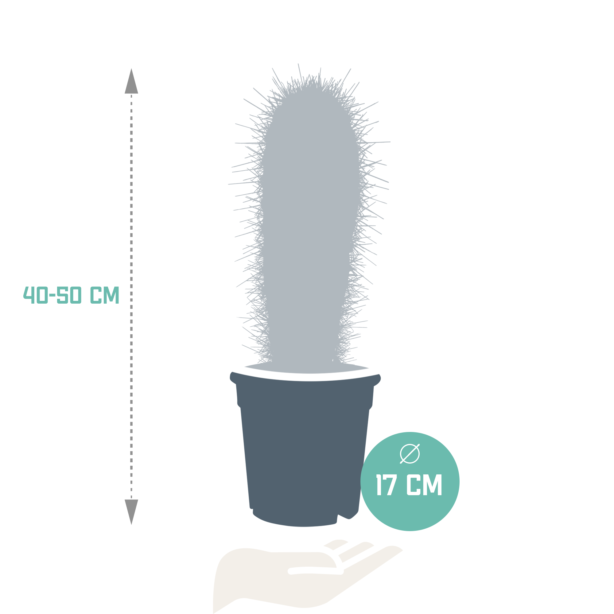 Pachycereus pringlei - 17cm - zonder pot