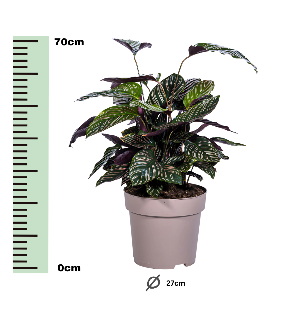Calathea Ornata “Sanderiana” | Korbmarante | +/- 70cm | ø 27cm Topf