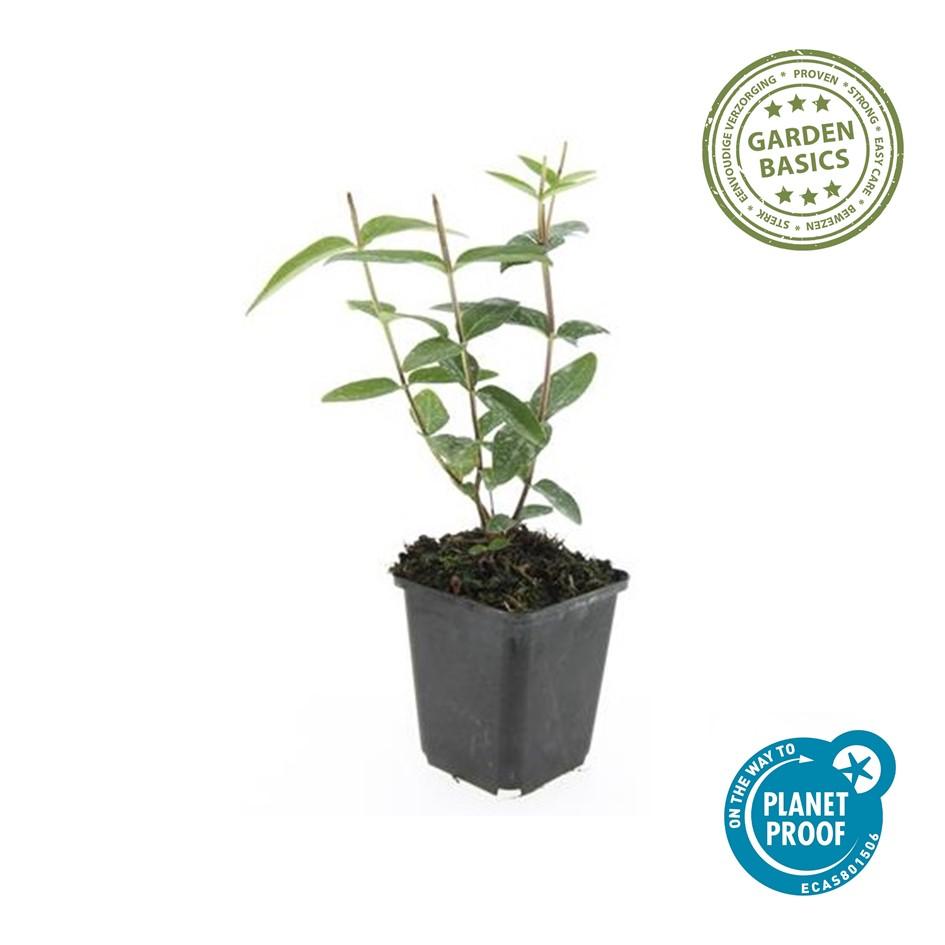 6x Hypericum inodorum 'Rheingold' - ↕10-25cm - Ø9cm
