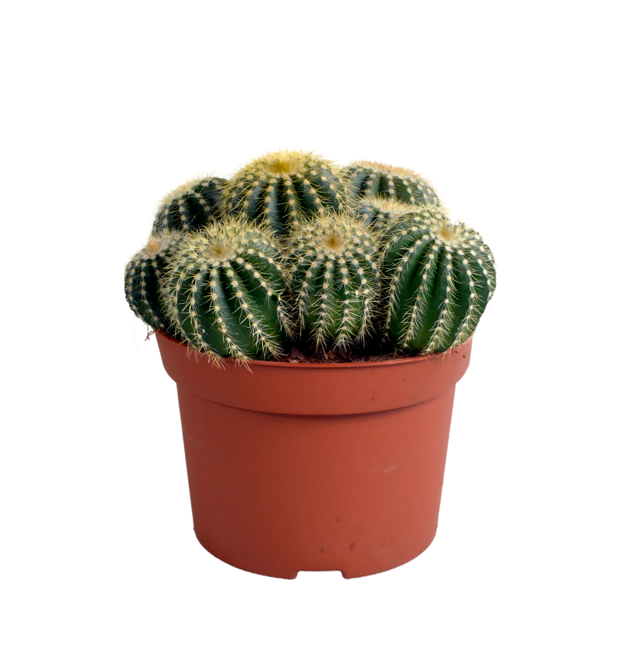 Eriocactus Warasii | Brasilianischer Kugelkaktus | +/- 15cm | ø 12cm Topf