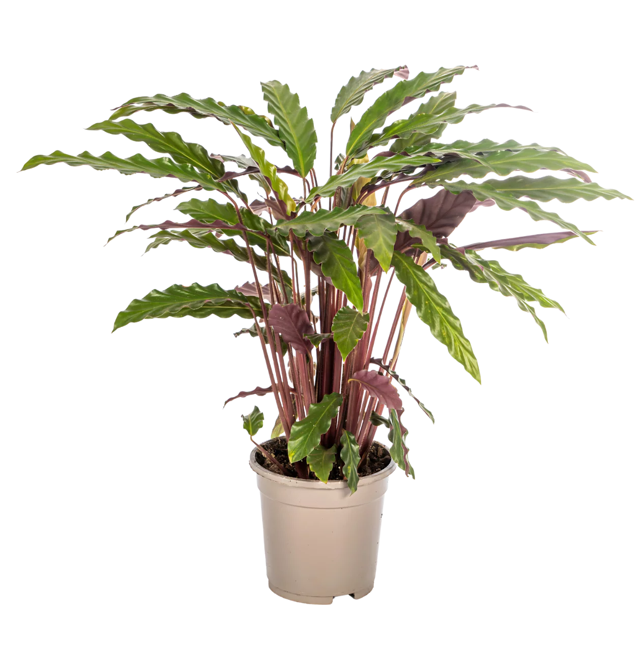 Calathea “Rufibarba” | Korbmarante | +/- 45cm | ø 17cm Topf