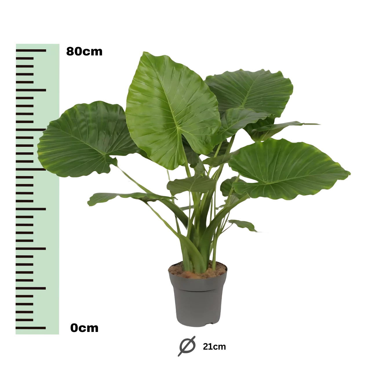 Alocasia “Gageana California” | Elefantenohr | +/- 80cm | ø 21cm Topf