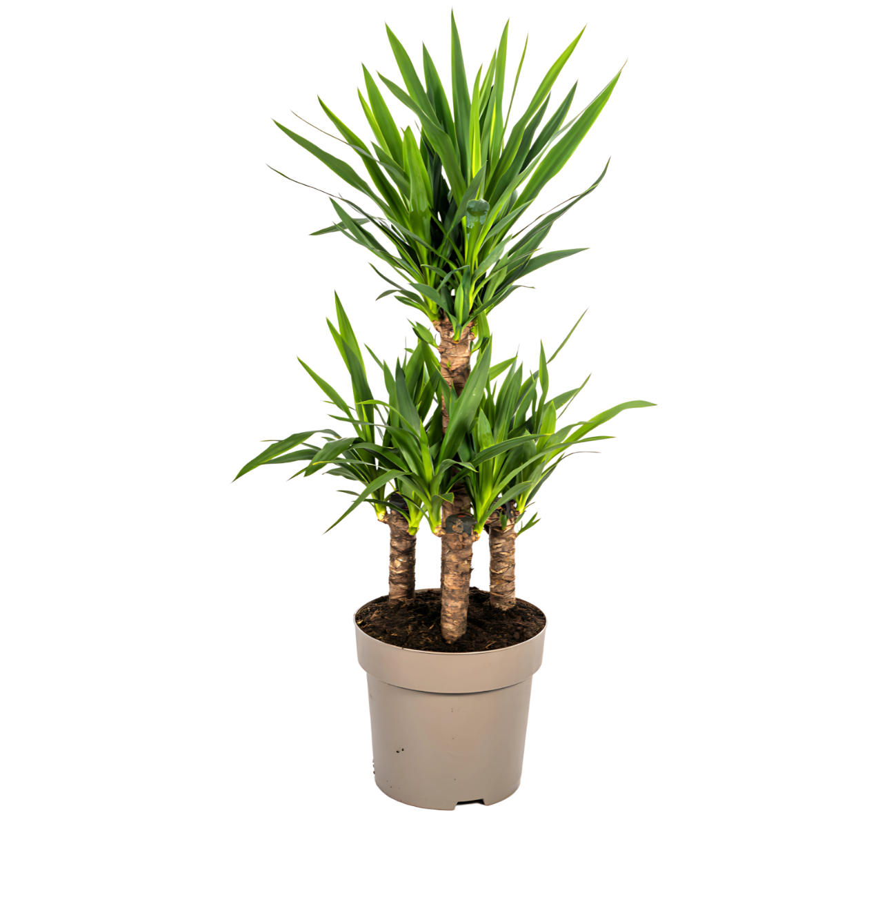 Yucca Elephantipes | Palmlilie | +/- 100cm | ø 30cm Topf