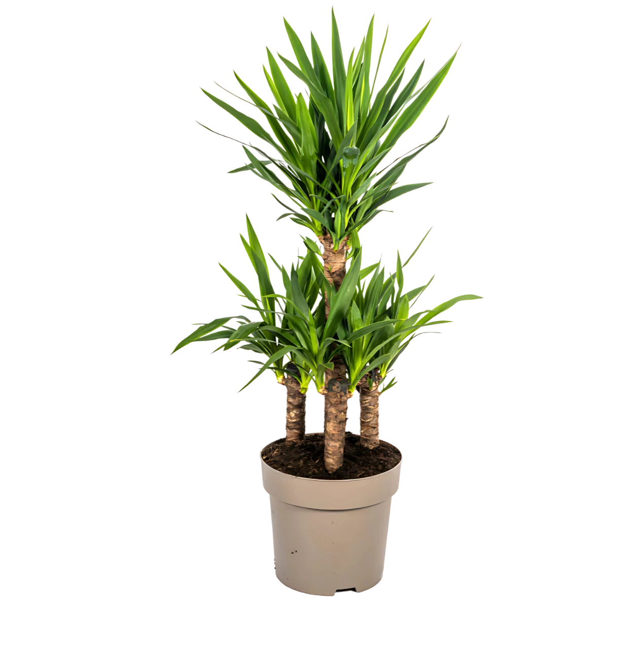 Yucca Elephantipes | Palmlilie | +/- 100cm | ø 30cm Topf
