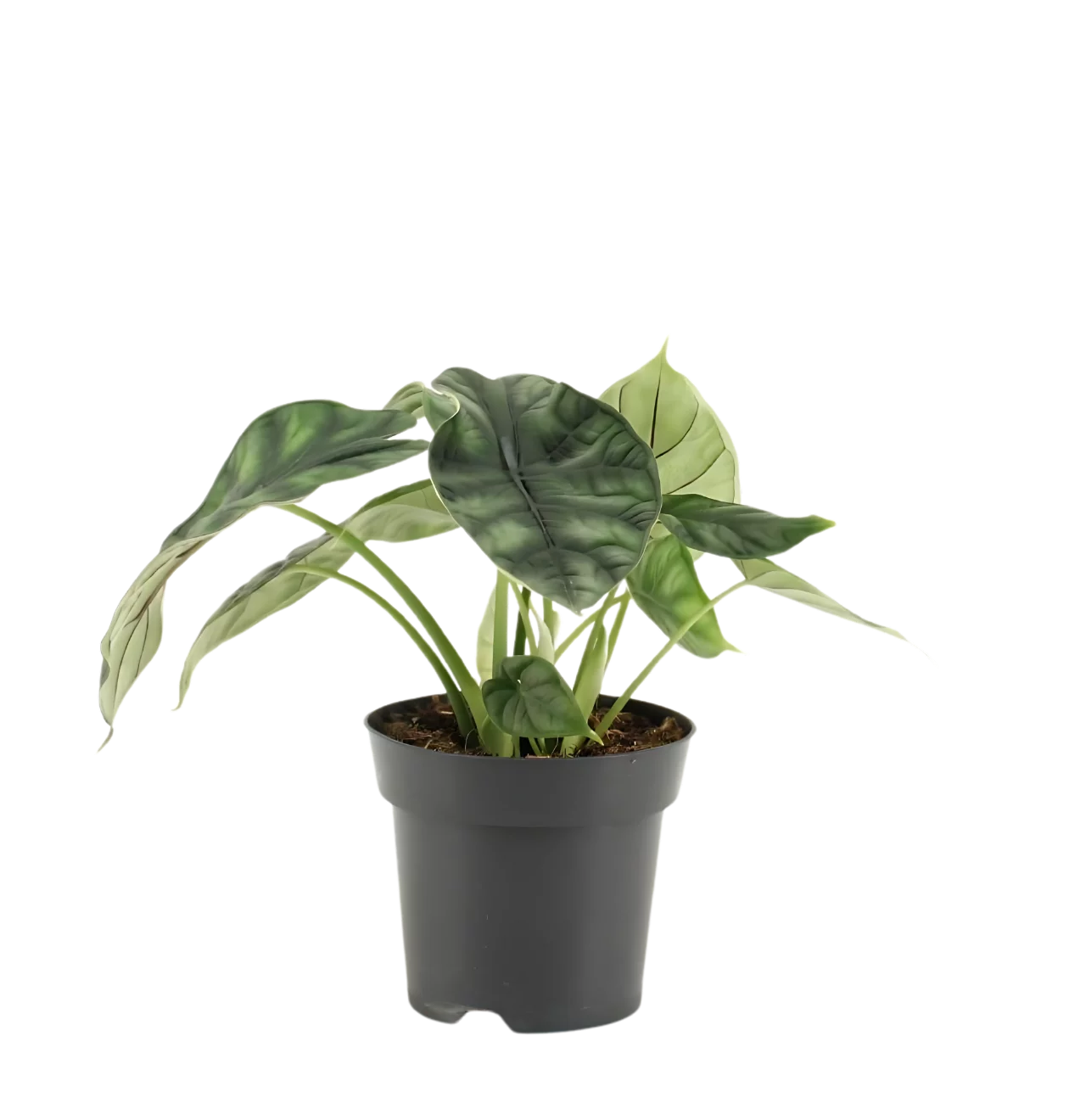 Alocasia “Dragon Scale” | Elefantenohr | +/- 25cm | ø 14cm Topf