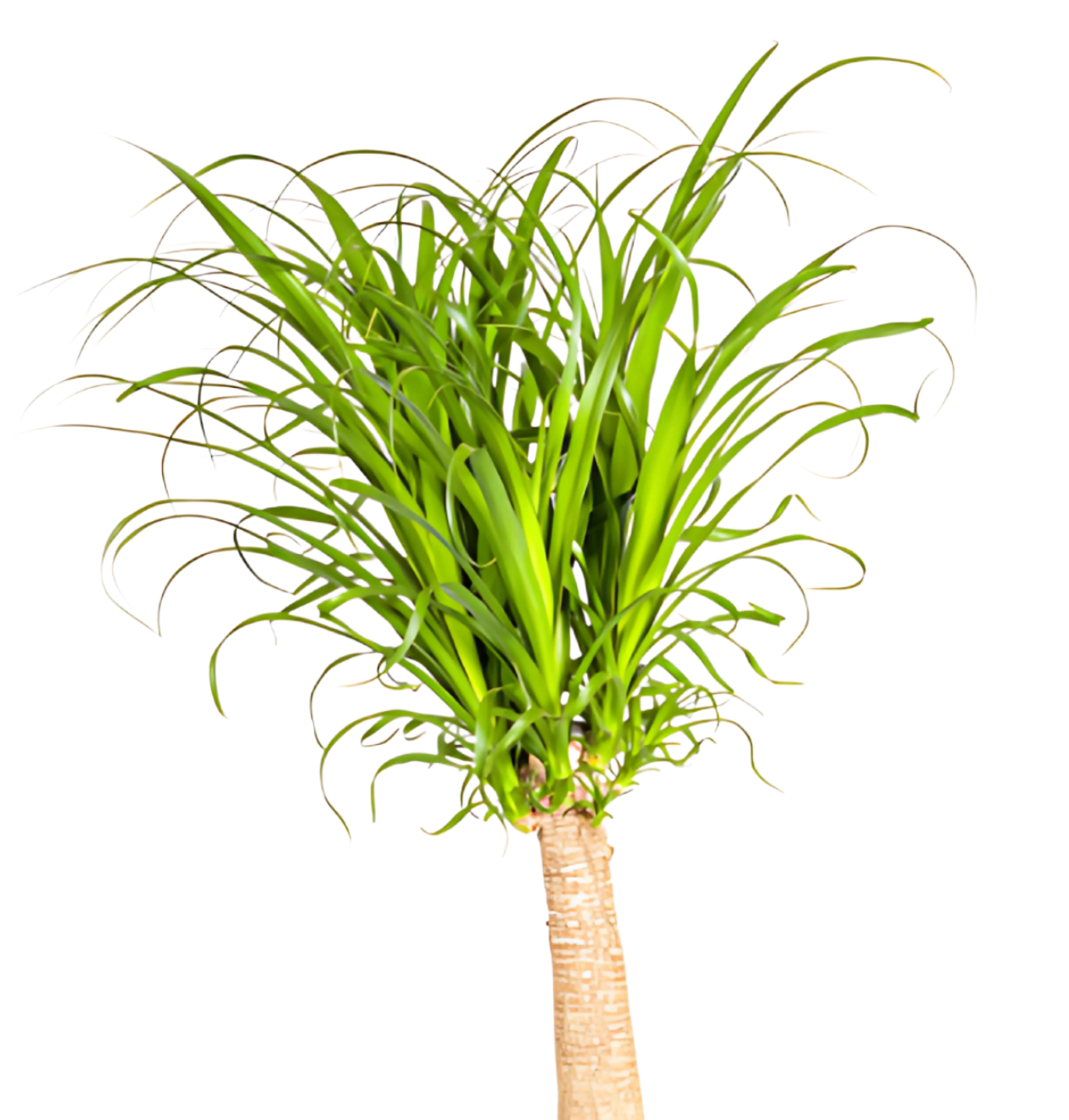 Beaucarnea Recurvata “Stamm” | Elefantenfuß | +/- 120cm | ø 27cm Topf
