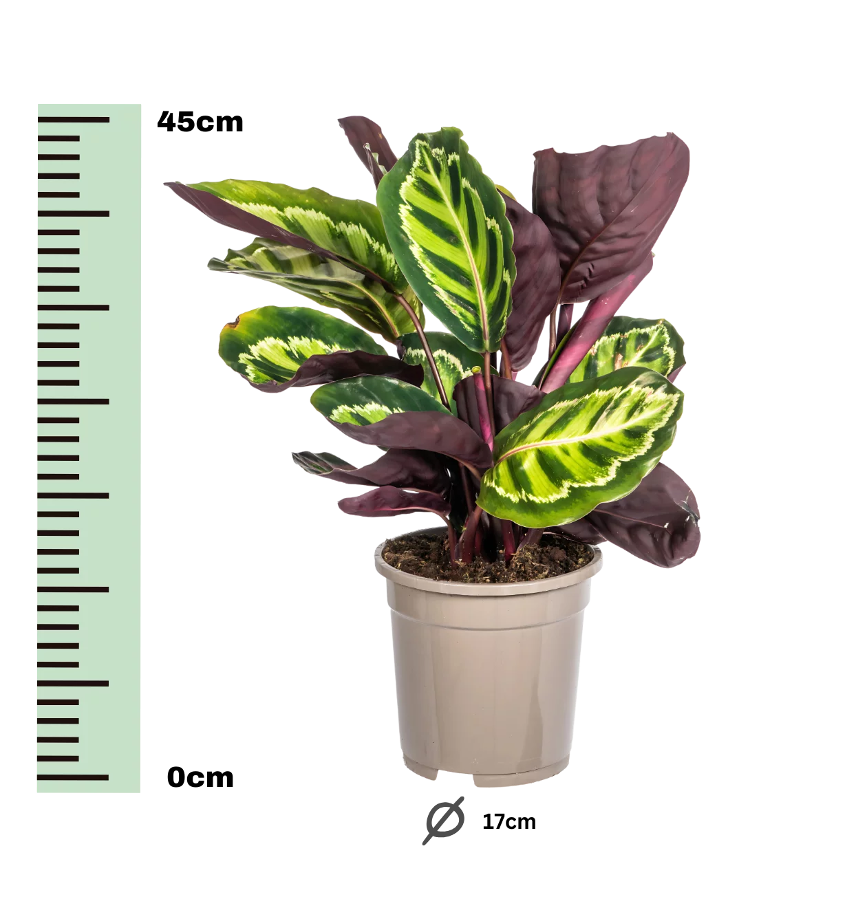 Calathea “Roseopicta” | Korbmarante | +/- 45cm | ø 17cm Topf