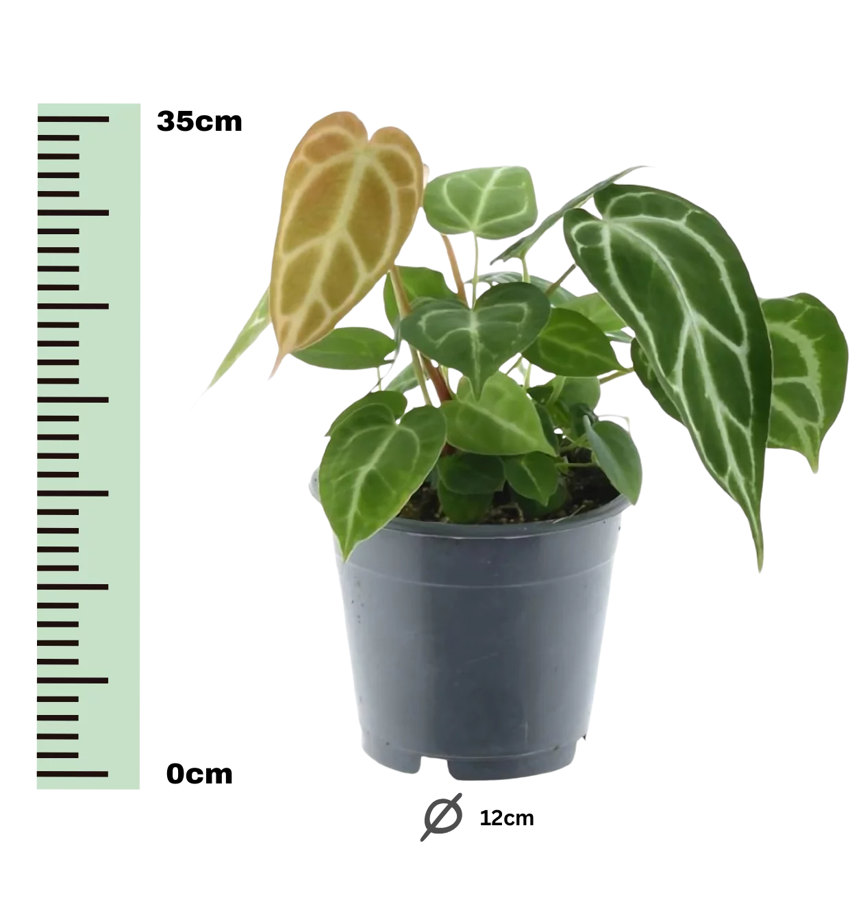Anthurium “Chrystallium” | Flamingoblume | +/- 35cm | ø 12cm Topf