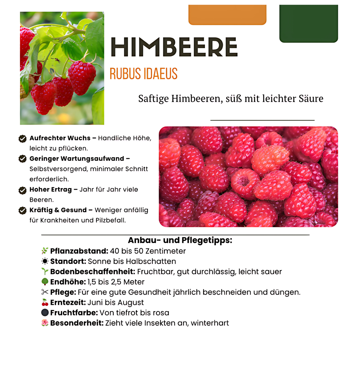 Bio Himbeerpflanzen (3 Stück) | +/- 20 cm | ø 13 cm