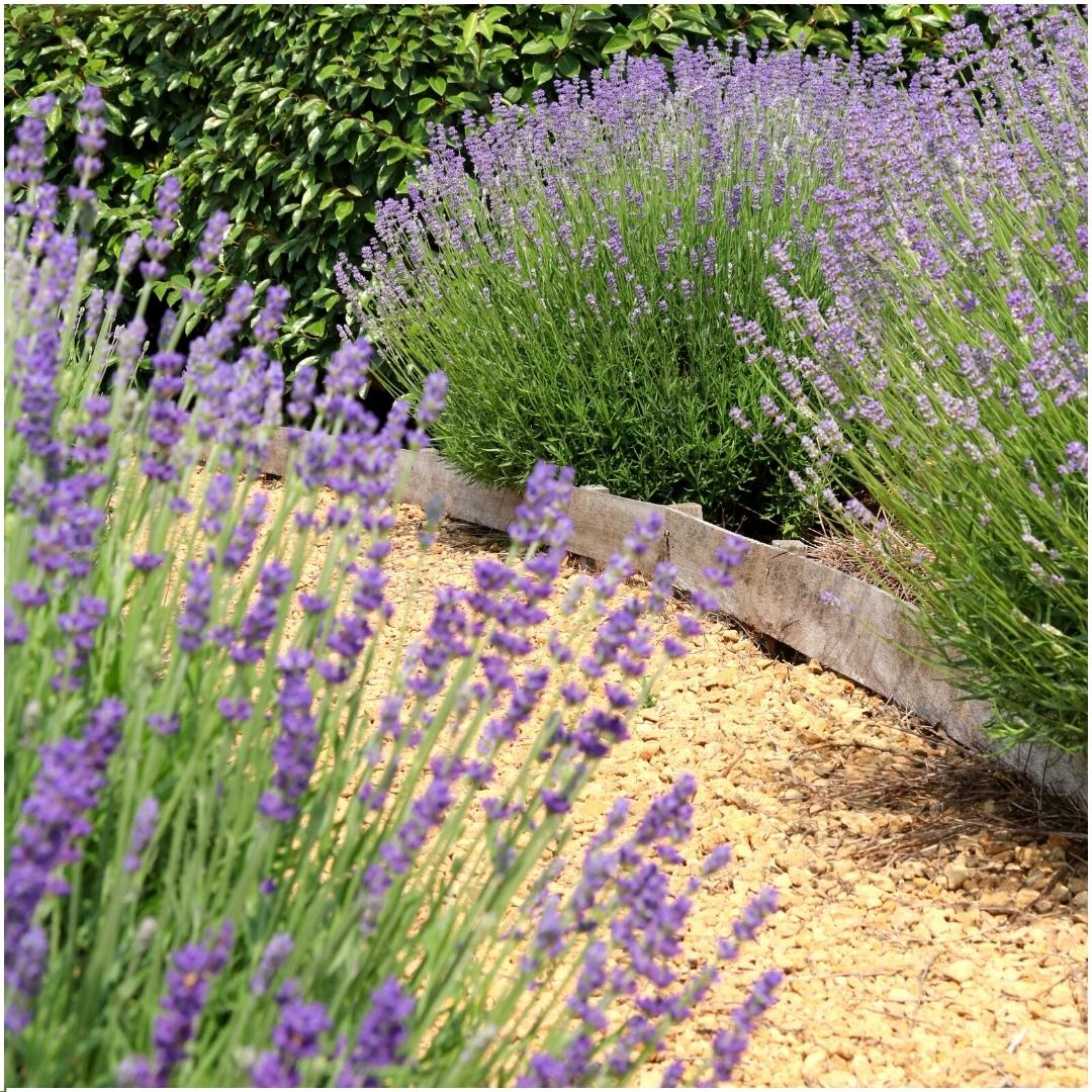 6x Lavandula angustifolia Felice® - 12 cm pot - Set van 6 Lavendel planten