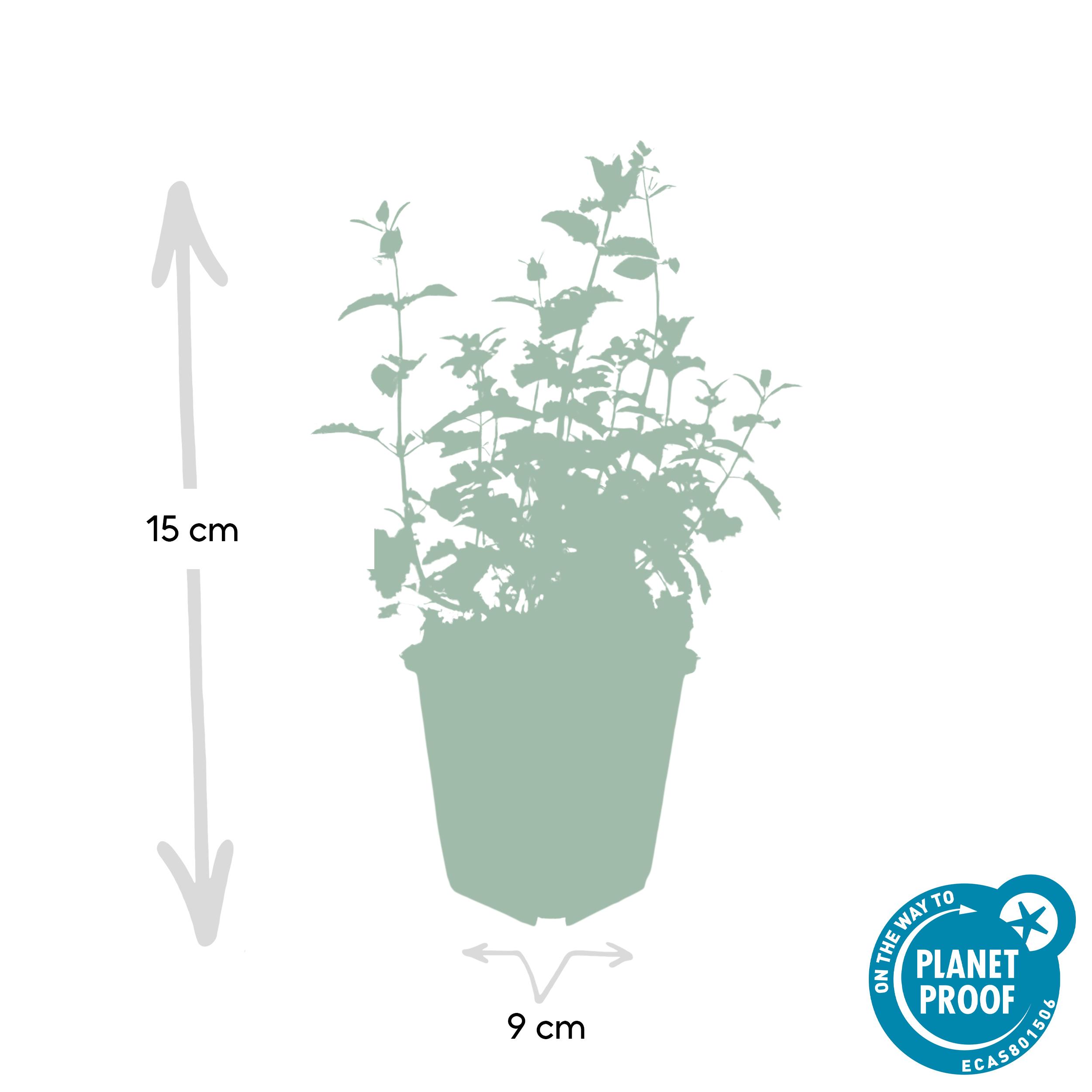 6x Nepeta 'Six Hills Giant' - ↕10-25cm - Ø9cm
