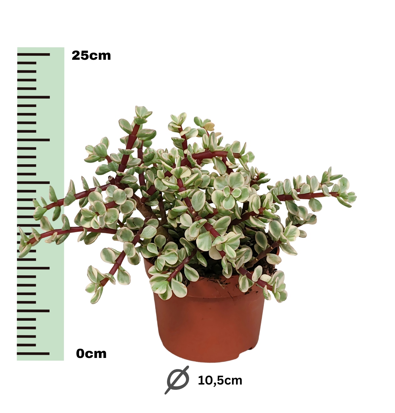 Portulacaria afra Variegata (Ohne Topf) | Elefantenstrauch | +/- 18-25cm | ø 10,5cm Topf