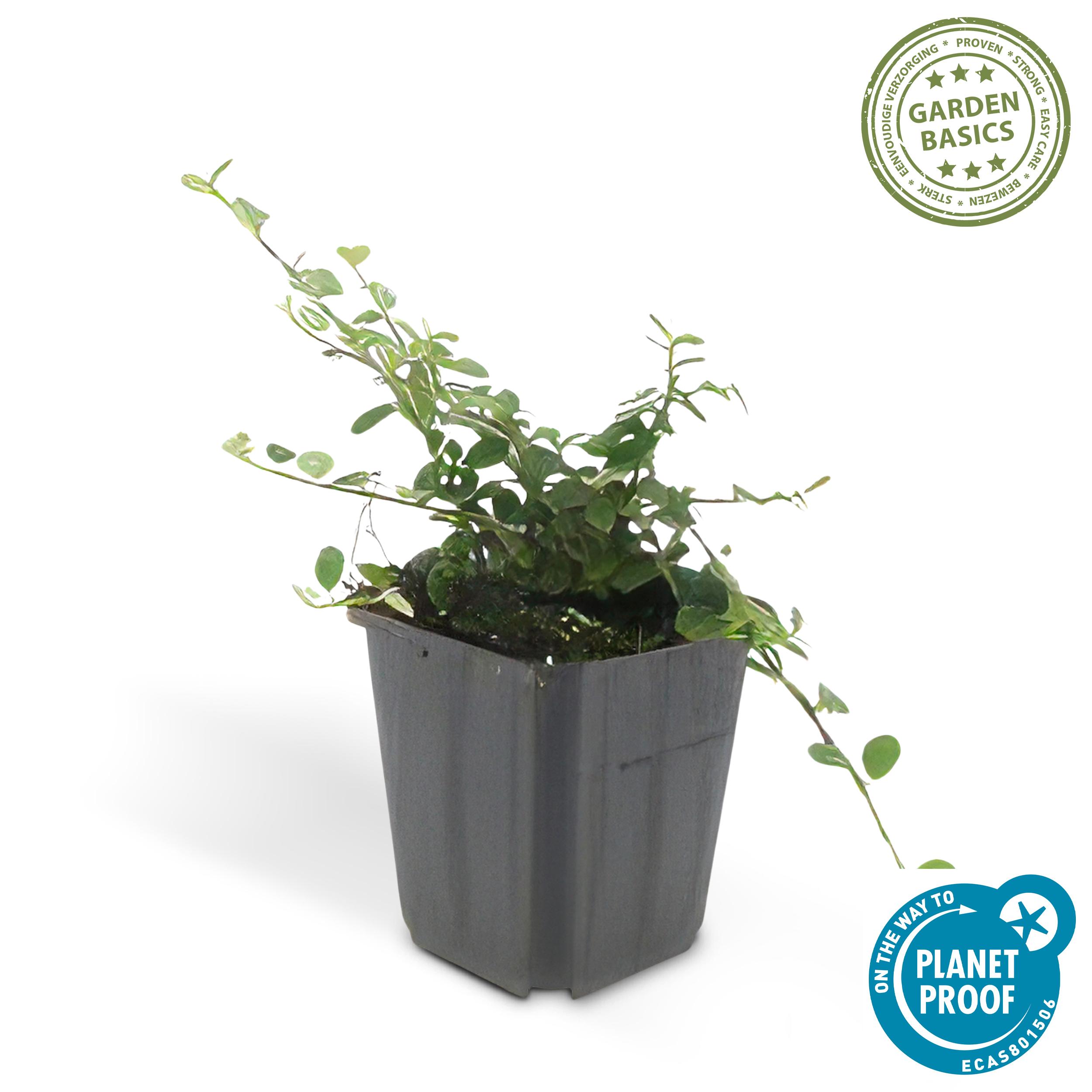 6x Cotoneaster pr. 'Streib's Findling' - ↕10-25cm - Ø9cm