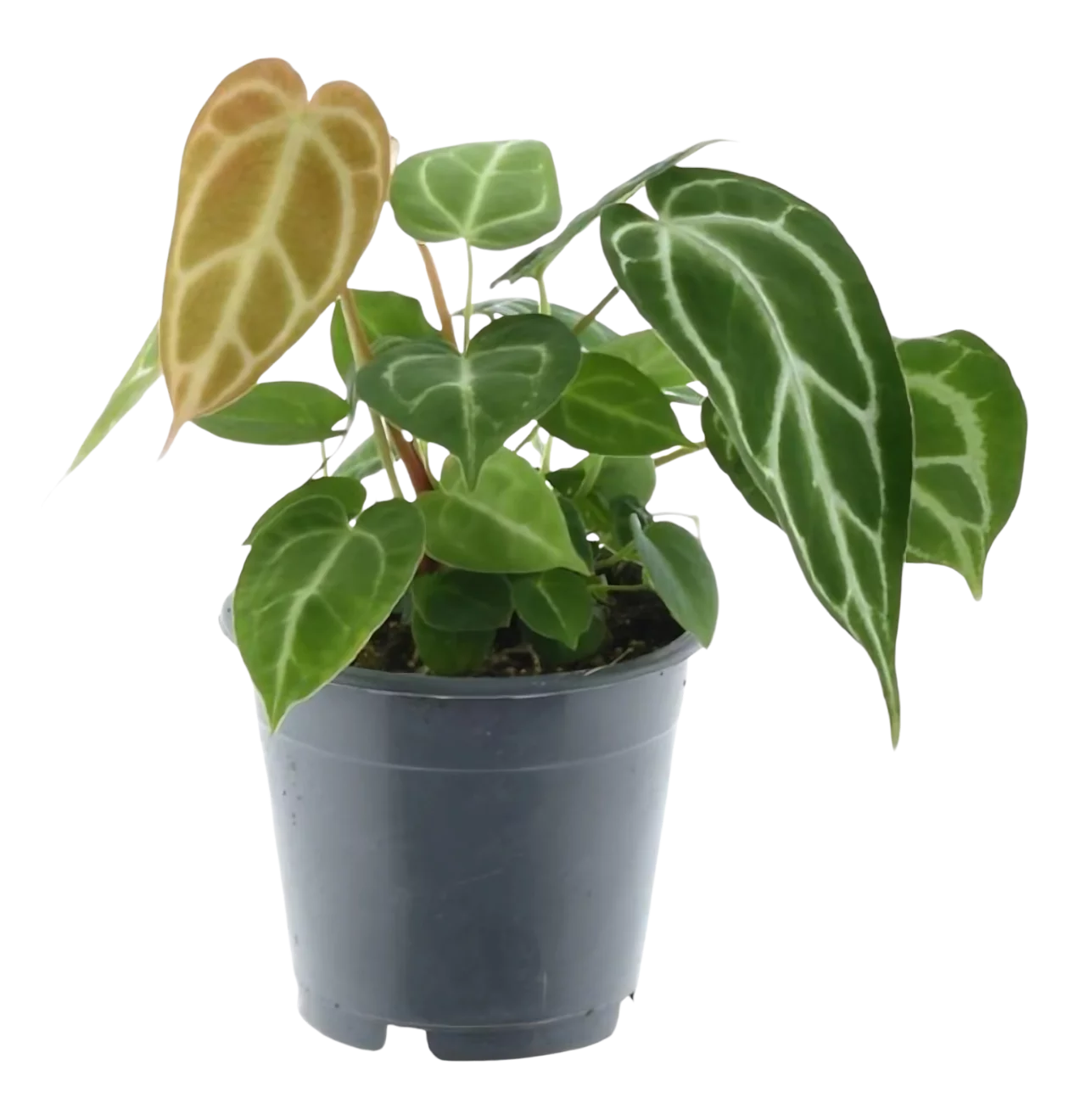 Anthurium “Chrystallium” | Flamingoblume | +/- 35cm | ø 12cm Topf