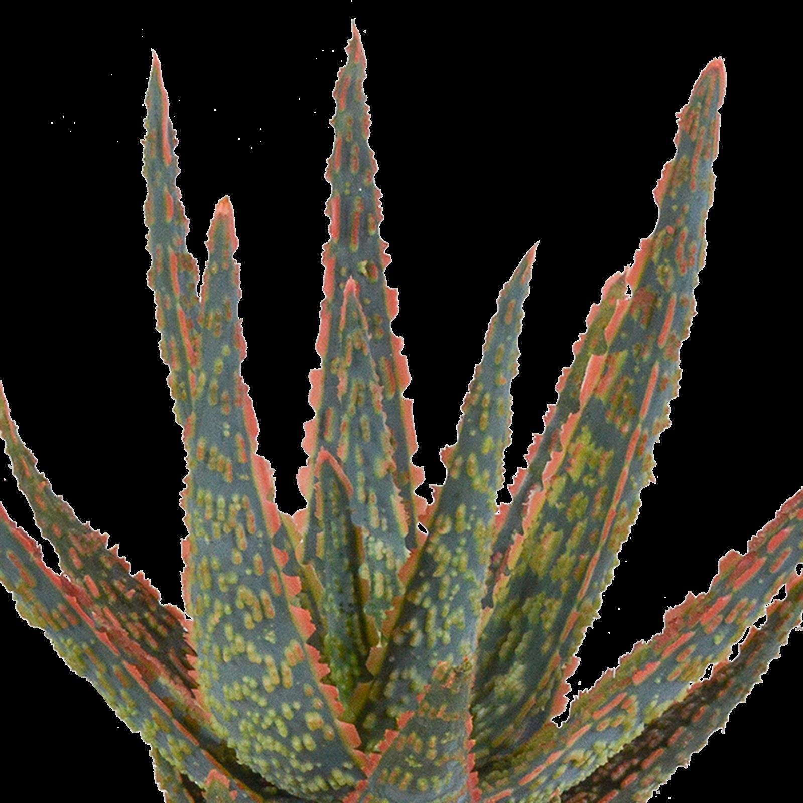 Aloë zebrina Dannyz 10,5cm - zonder pot