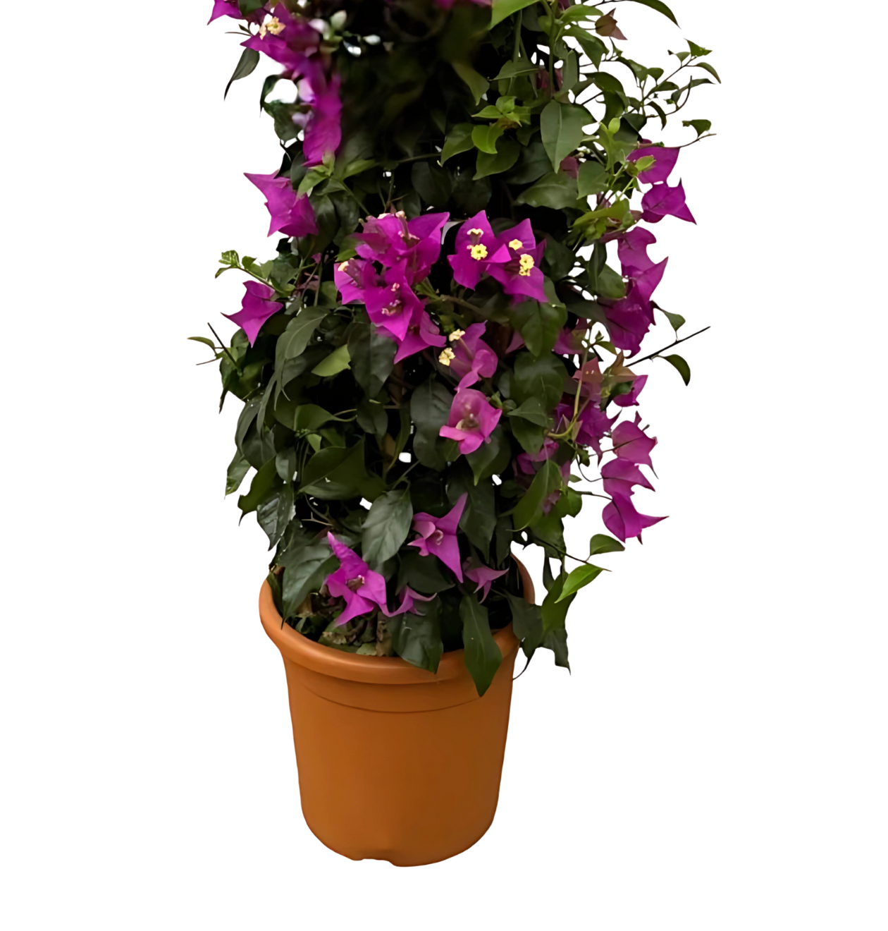 Bougainvillea Pyramide | Drillingsblume | +/- 80cm | ø 17cm