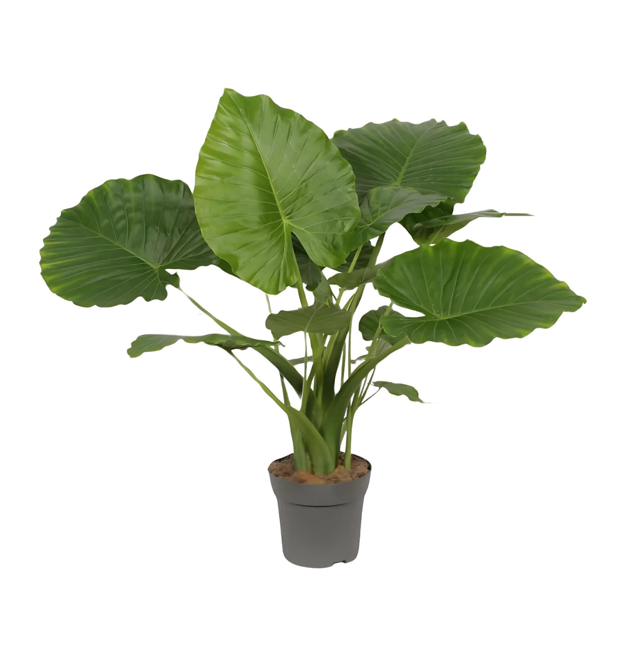 Alocasia “Gageana California” | Elefantenohr | +/- 80cm | ø 21cm Topf