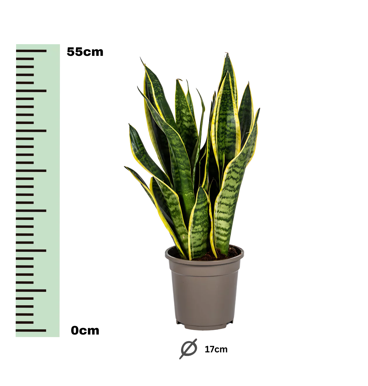 Sansevieria Trifasciata “Futura Superba” | Bogenhanf | +/- 50-55cm | ø 17cm Topf