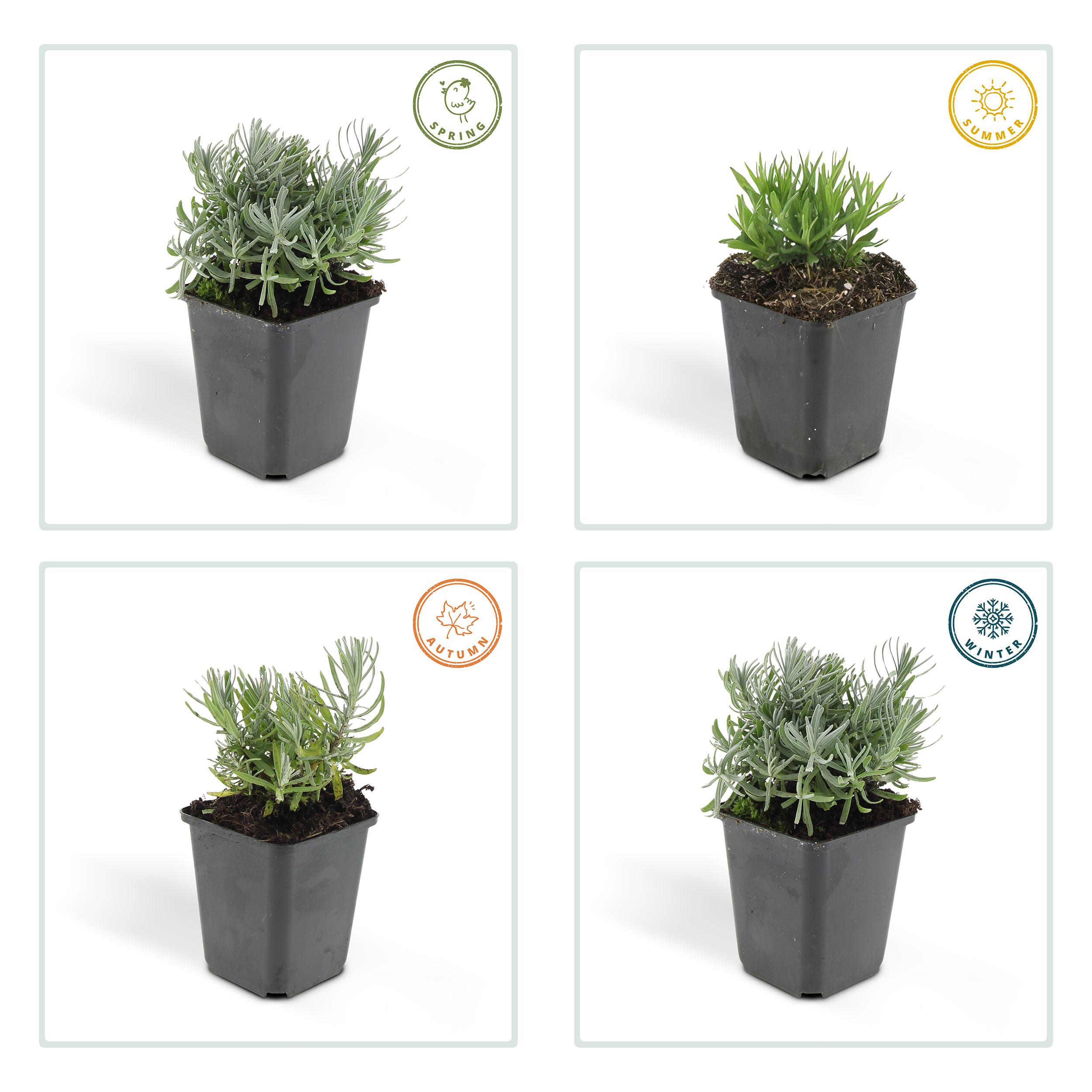 6x Lavandula 'Hidcote' - ↕10-25cm - Ø9cm