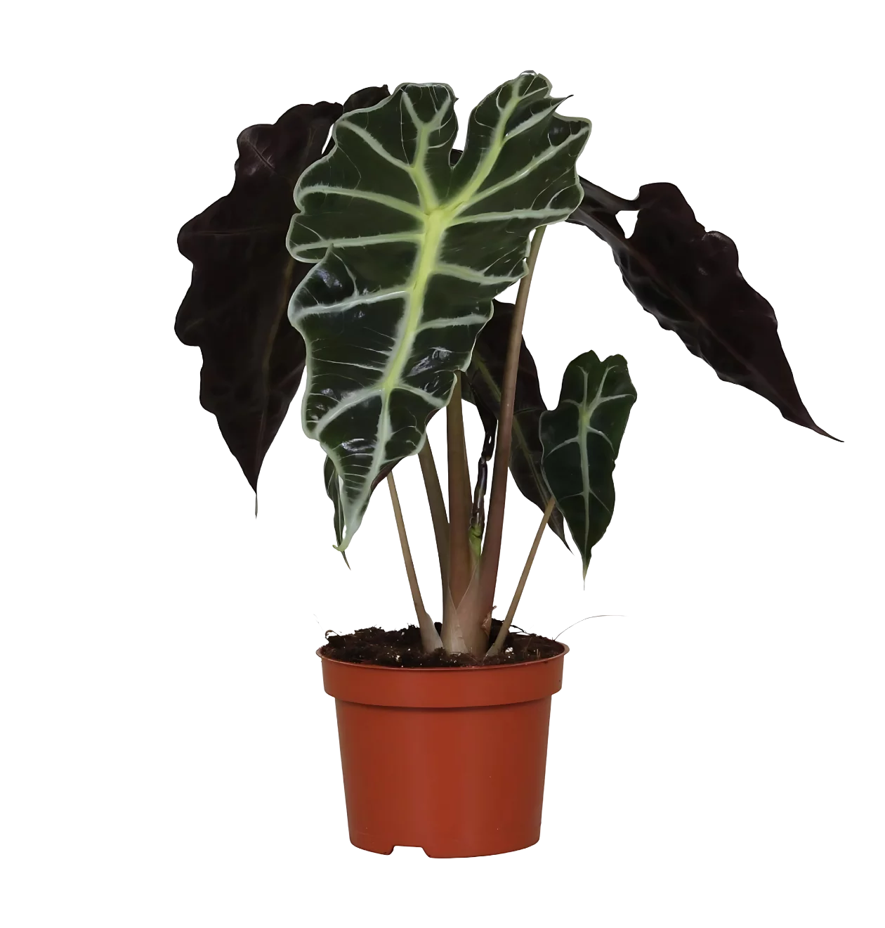Alocasia “Amazonica Polly” | Elefantenohr | +/- 30cm | ø 12cm Topf