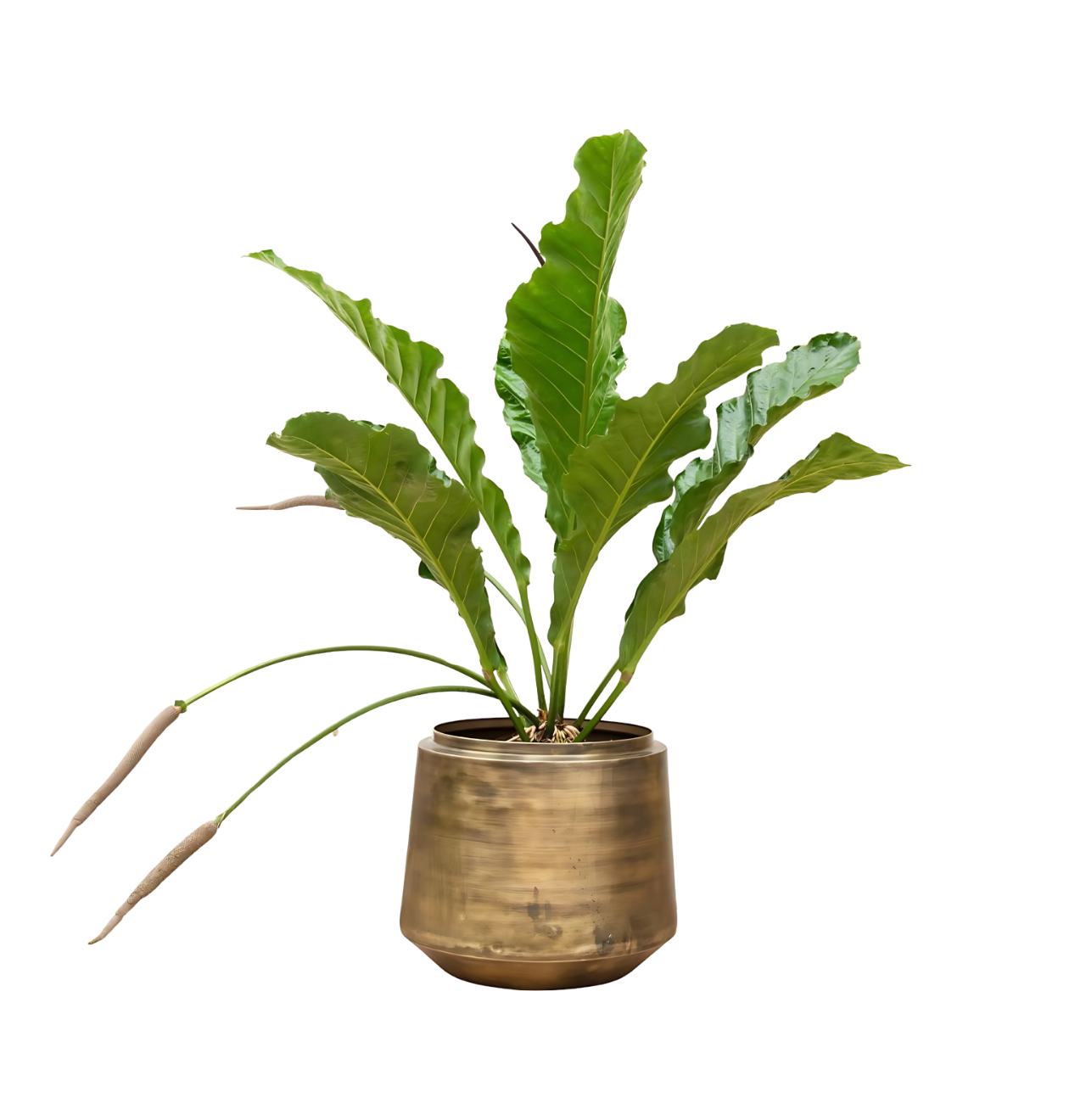 Anthurium “Botanical King” | Flamingoblume | +/- 100cm | ø 35cm Topf