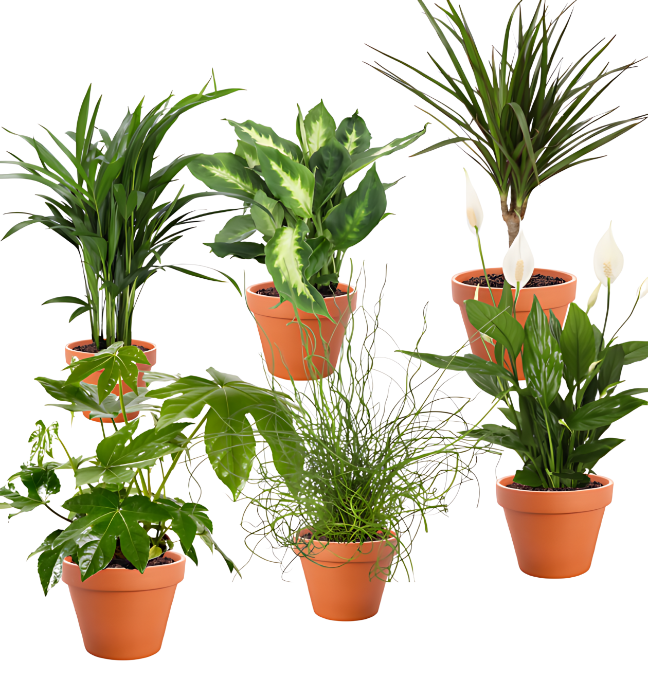 6er-Set Tropical Jungle | Fatsia | Goldfruchtpalme | Korbmarante | Einblatt | Liebeslocke | Drachenbaum | +/- 40-60cm | ø 12-15cm Topf