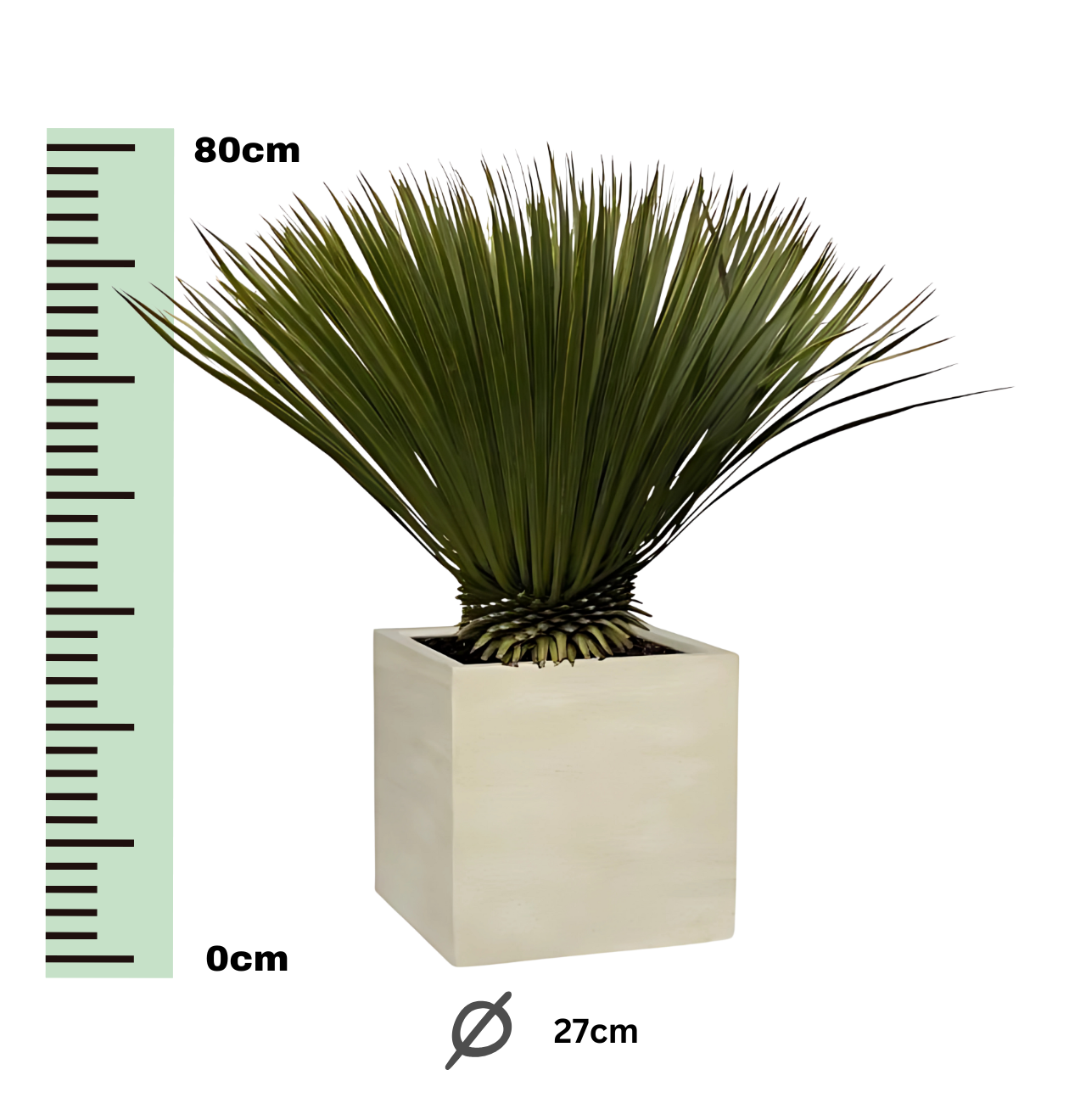 Yucca rostrata | Blaue Palmlilie | +/- 80cm | ø 27cm