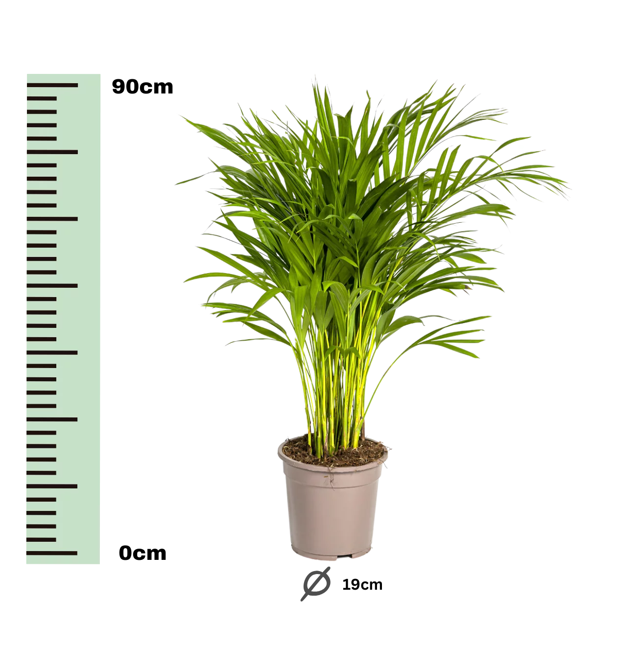 Dypsis Areca Lutescens | Goldfruchtpalme | +/- 90cm | ø 19cm Topf