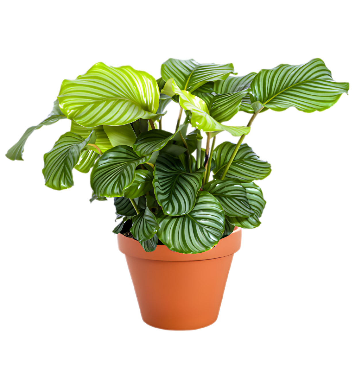 3er-Set | Calathea Mix | +/- 40-50cm | ø 12-15cm Topf