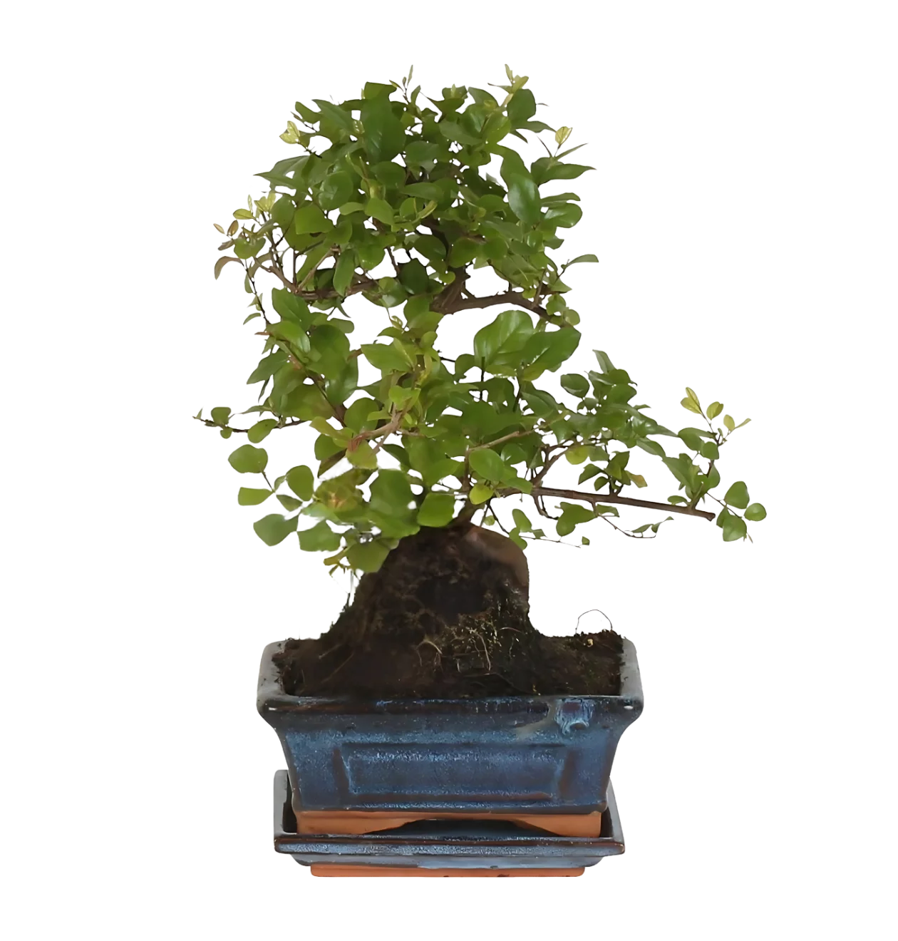 Bonsai-Baum “S-Form” | Bonsai S-Vorm | +/- 15cm | ø 15cm Topf