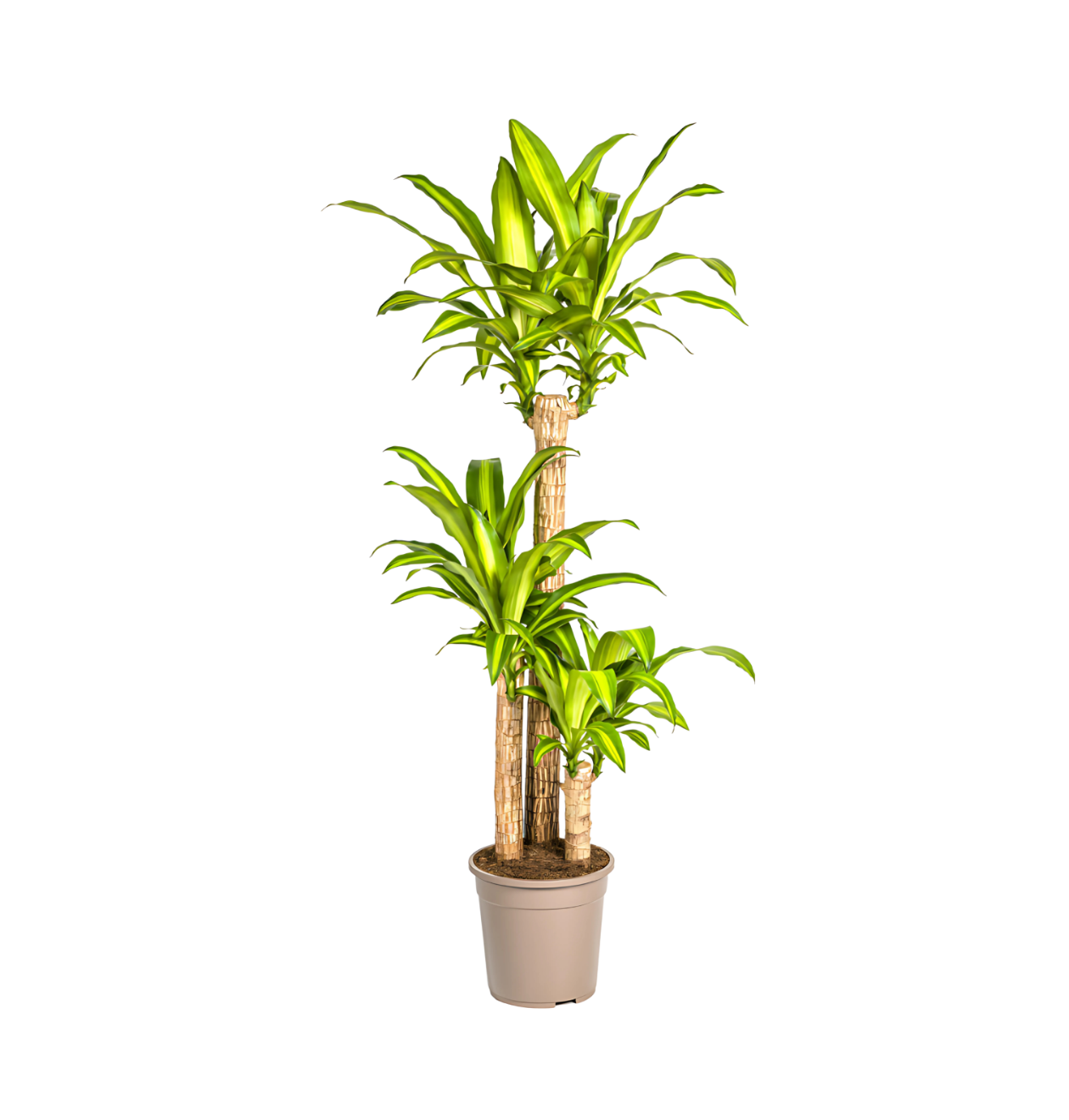 Dracaena Fragrans “Massangeana” | Drachenbaum | +/- 140cm | ø 24cm Topf