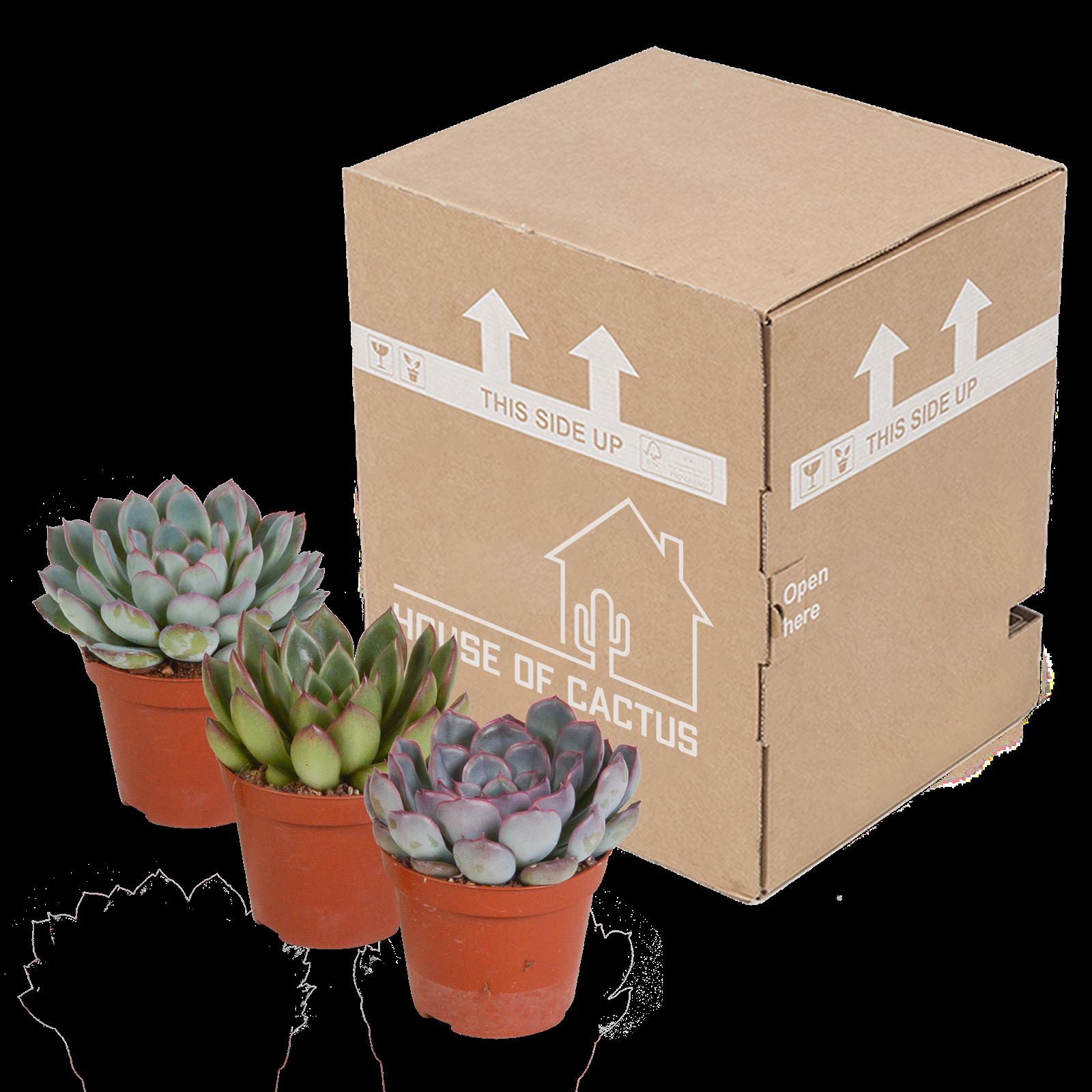 Echeveria mix 8.5 cm - 3x - zonder pot