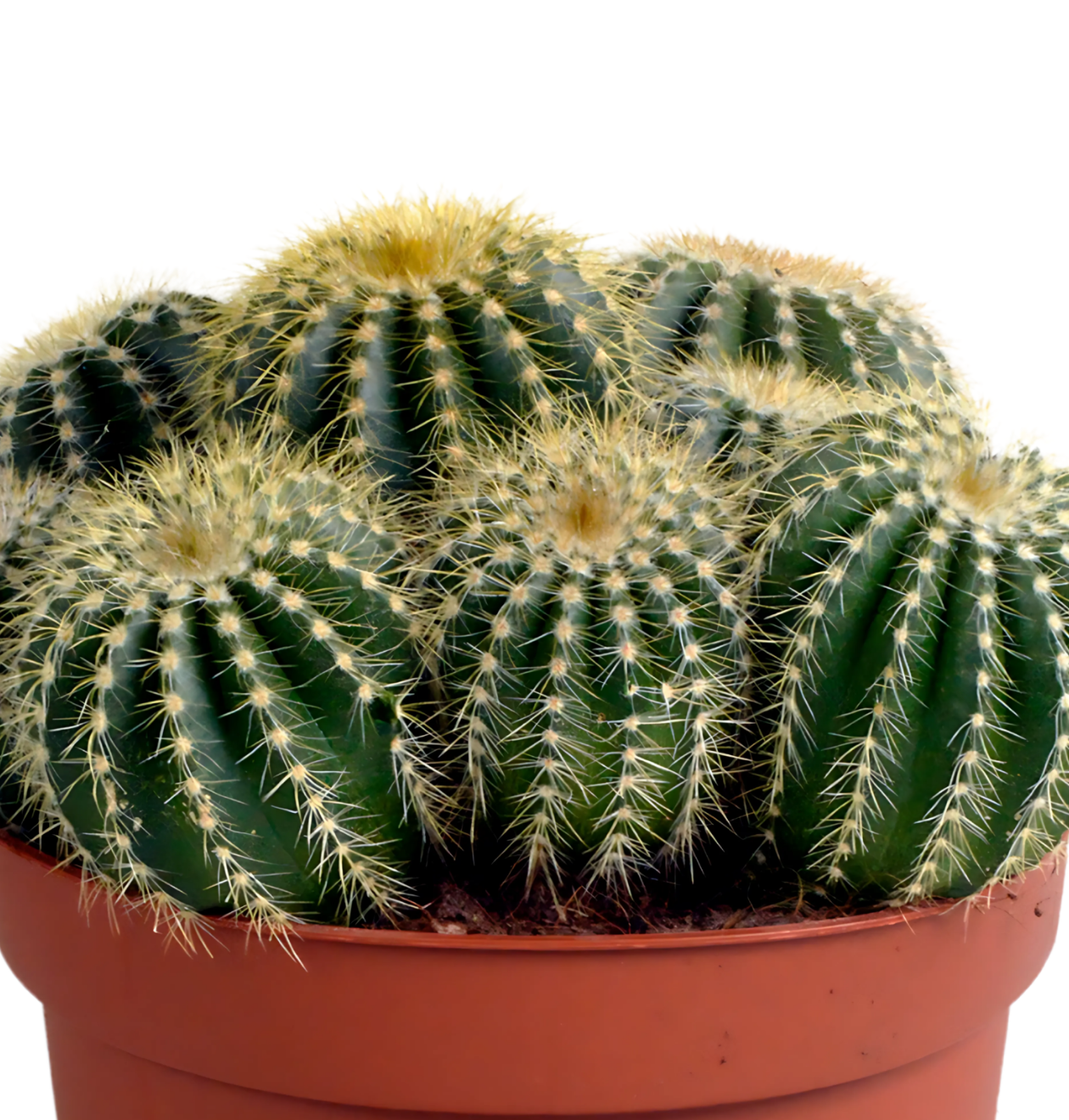 Eriocactus Warasii | Brasilianischer Kugelkaktus | +/- 15cm | ø 12cm Topf