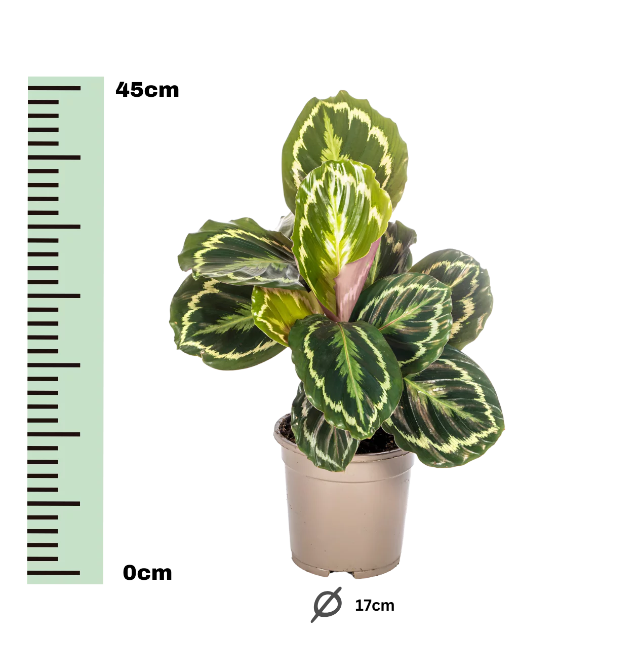 Calathea “Medallion” | Korbmarante | +/- 45cm | ø 17cm Topf