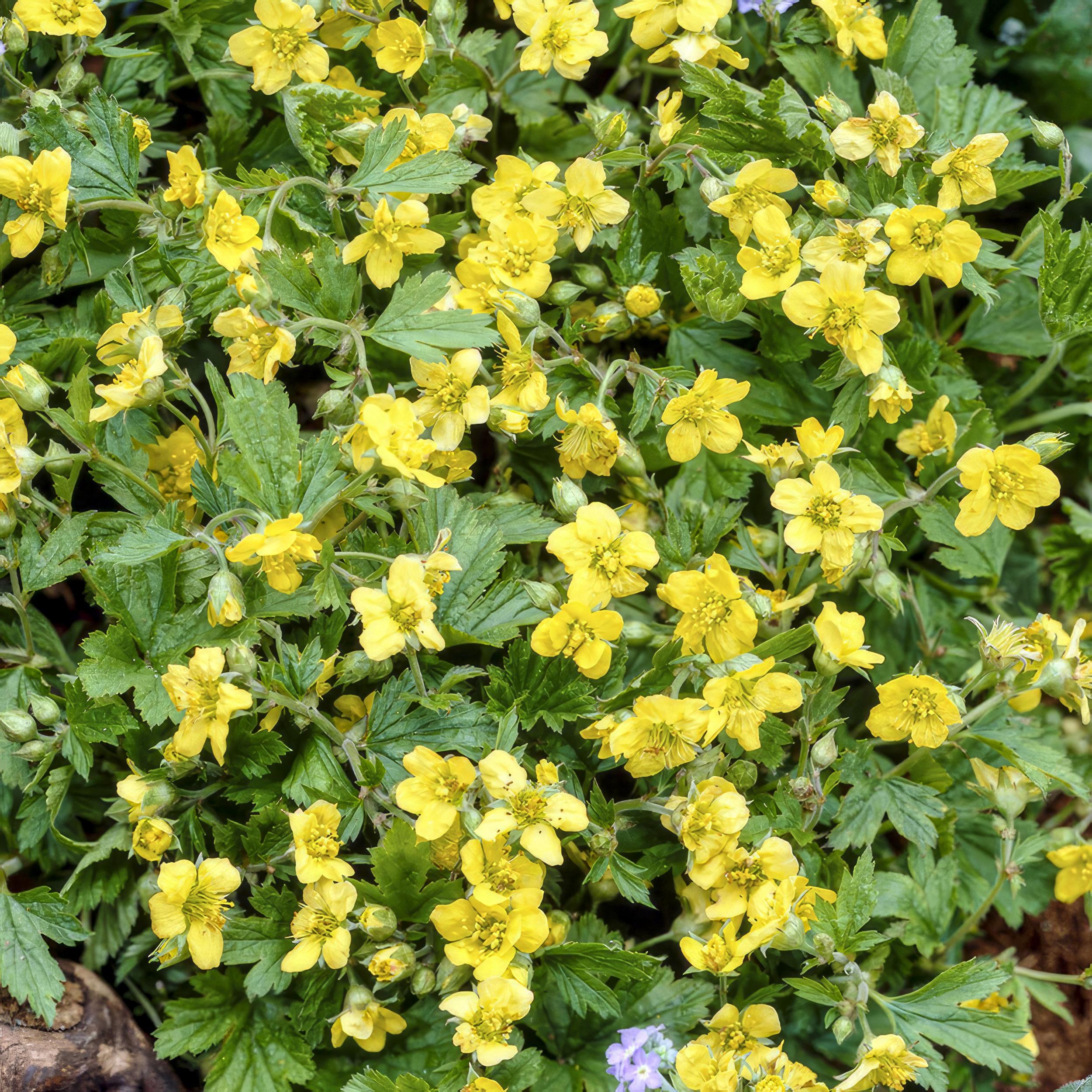 6x Waldsteinia ternata - ↕10-25cm - Ø9cm