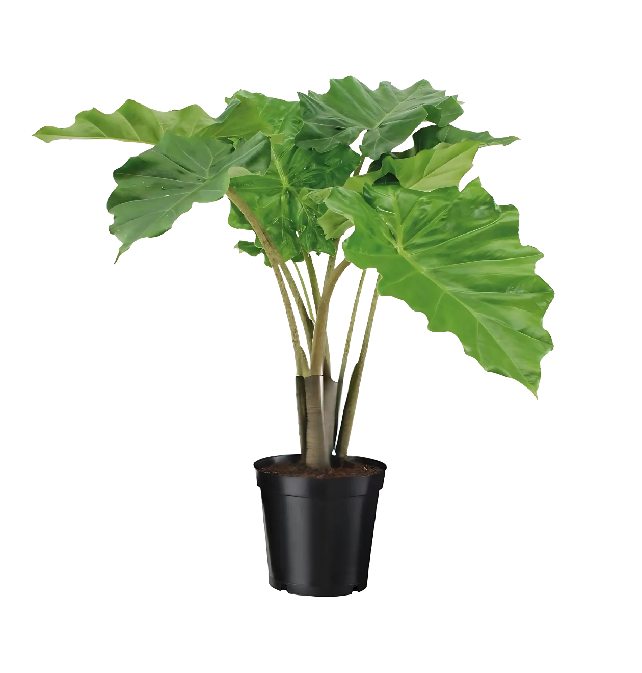 Alocasia “Portodora” | Elefantenohr | +/- 75cm | ø 21cm Topf