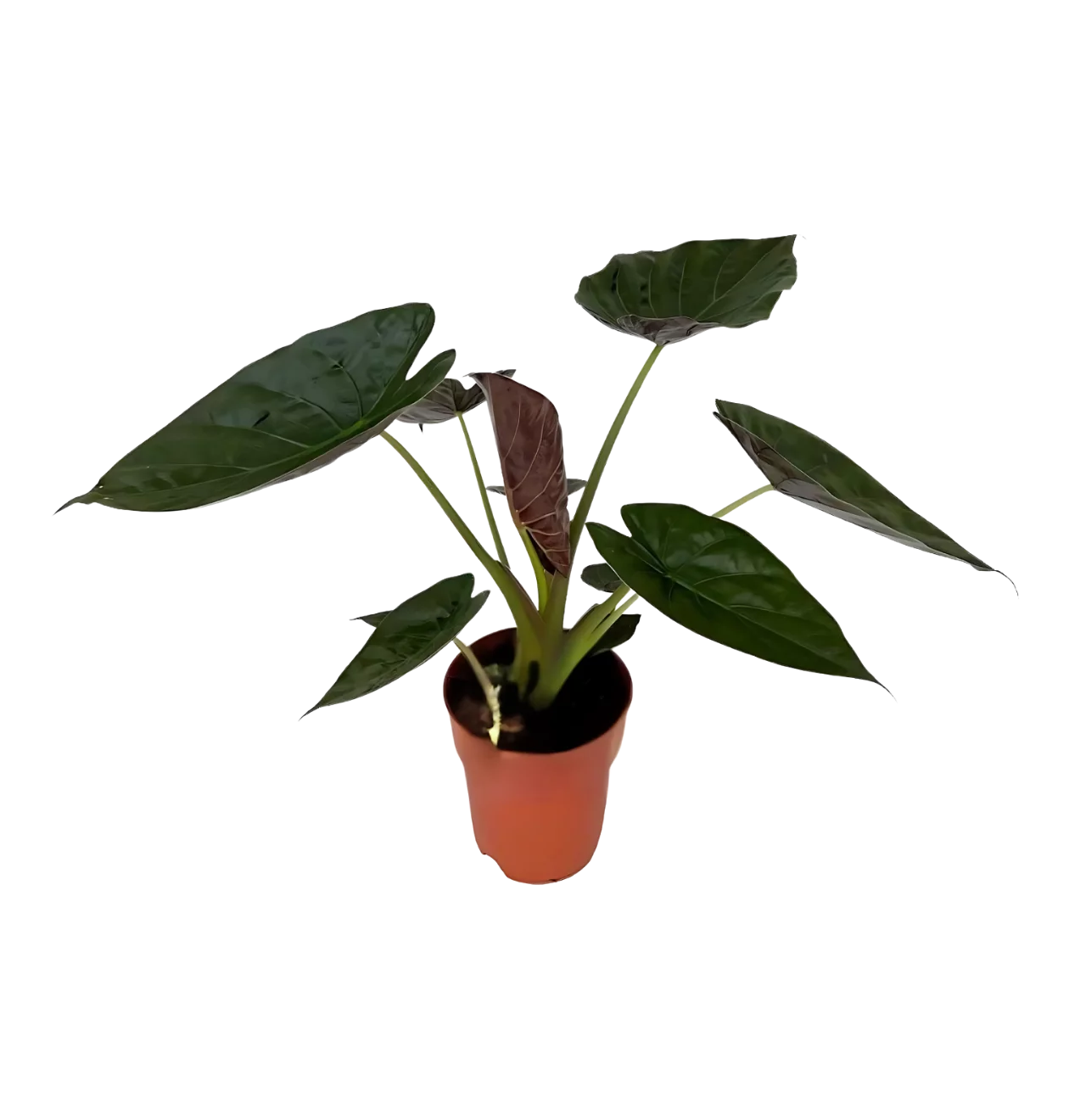 Alocasia “Wentii” | Elefantenohr | +/- 85cm | ø 19cm Topf