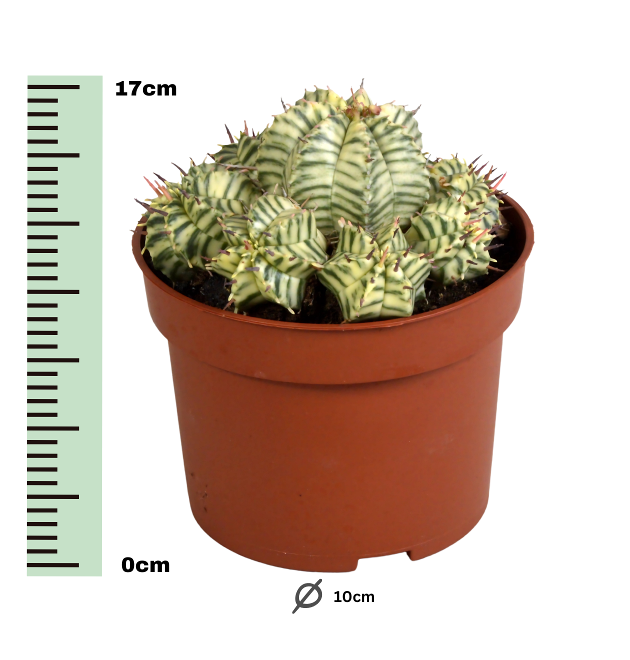Euphorbia meloformis variegata | Melonen-Wolfsmilch | +/- 10-22cm | ø 10,5cm Topf