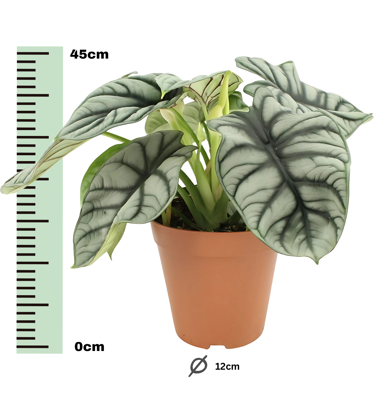 Alocasia “Silver Dragon” | Elefantenohr | +/- 45cm | ø 12cm Topf