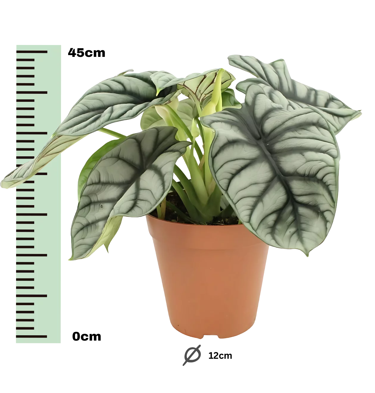 Alocasia “Silver Dragon” | Elefantenohr | +/- 45cm | ø 12cm Topf