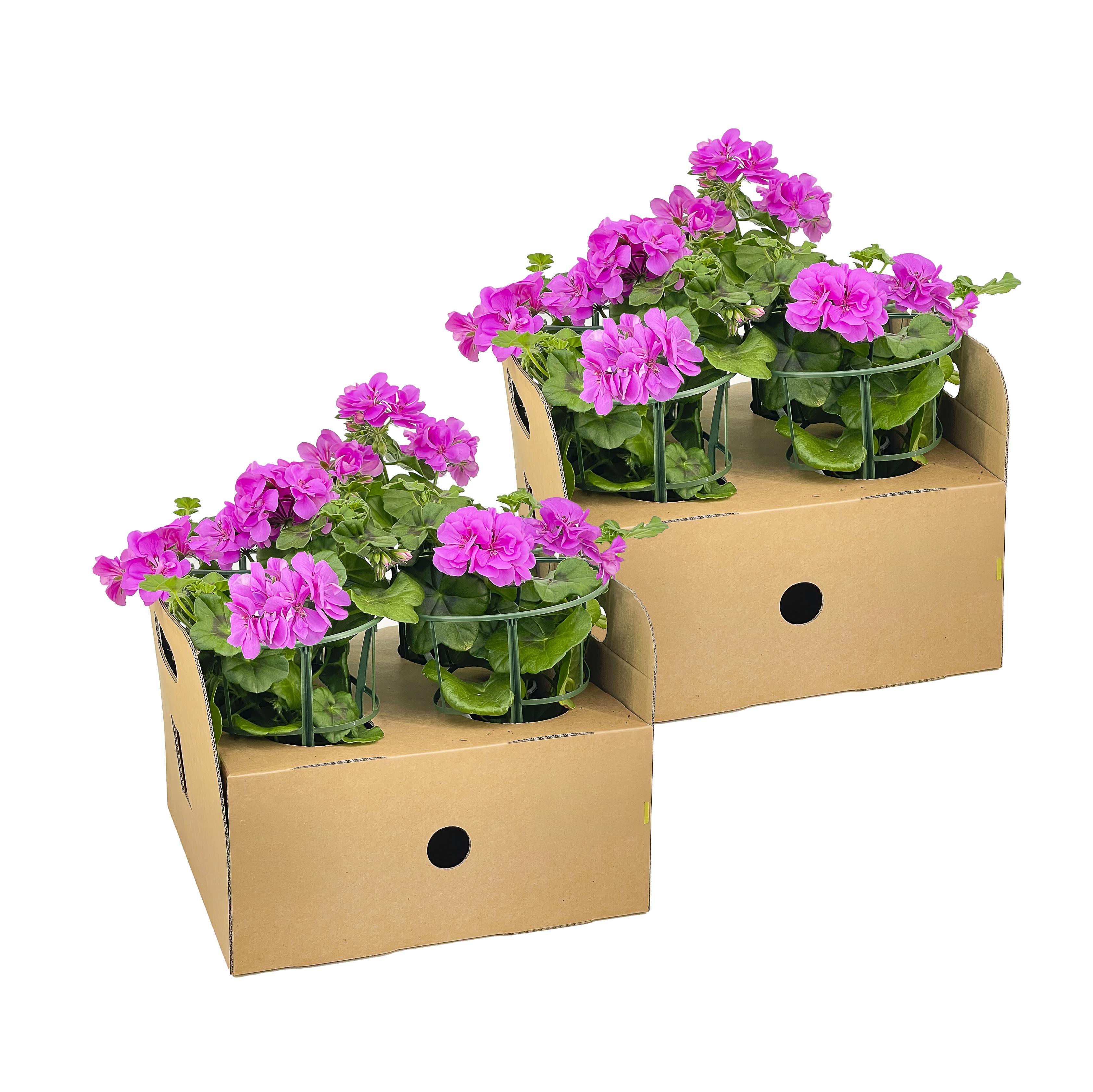 8x Pelargonium peltatum Violet Ø12 cm - ↕20 cm