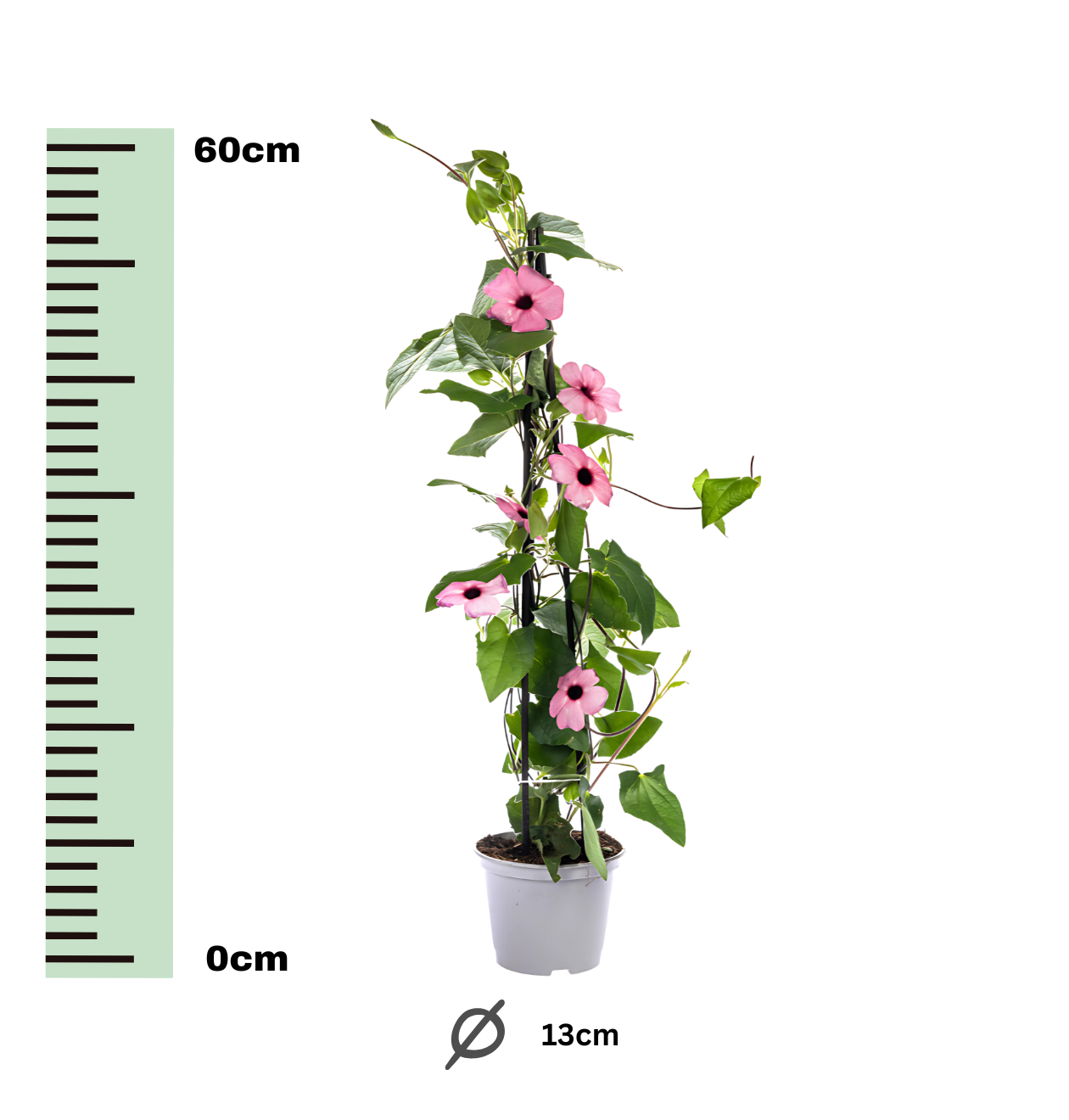 Thunbergia alata “Sunny Susy Rose Sensation” | Schwarzäugige Susanne | +/- 60cm | ø 13cm